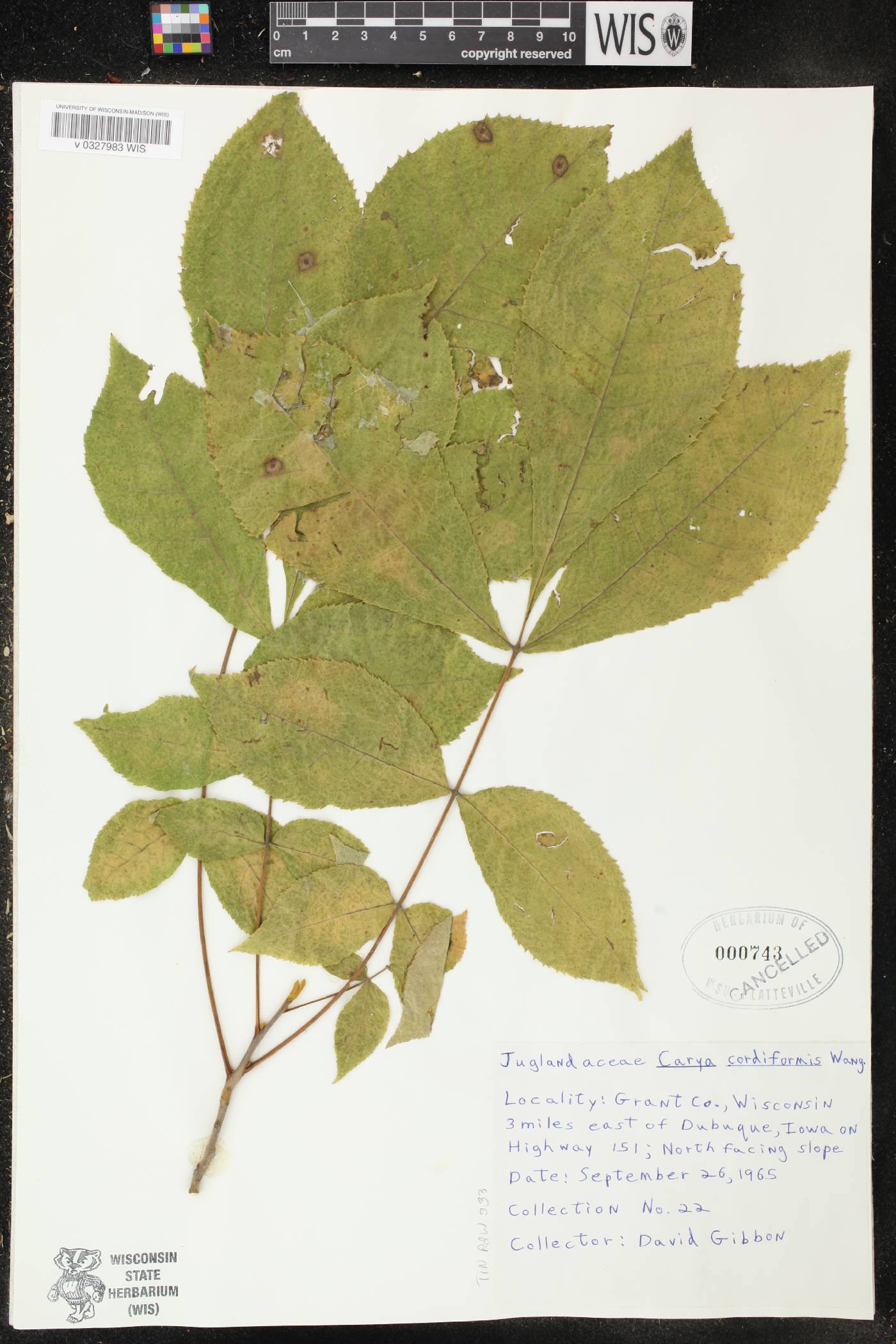 Carya cordiformis image