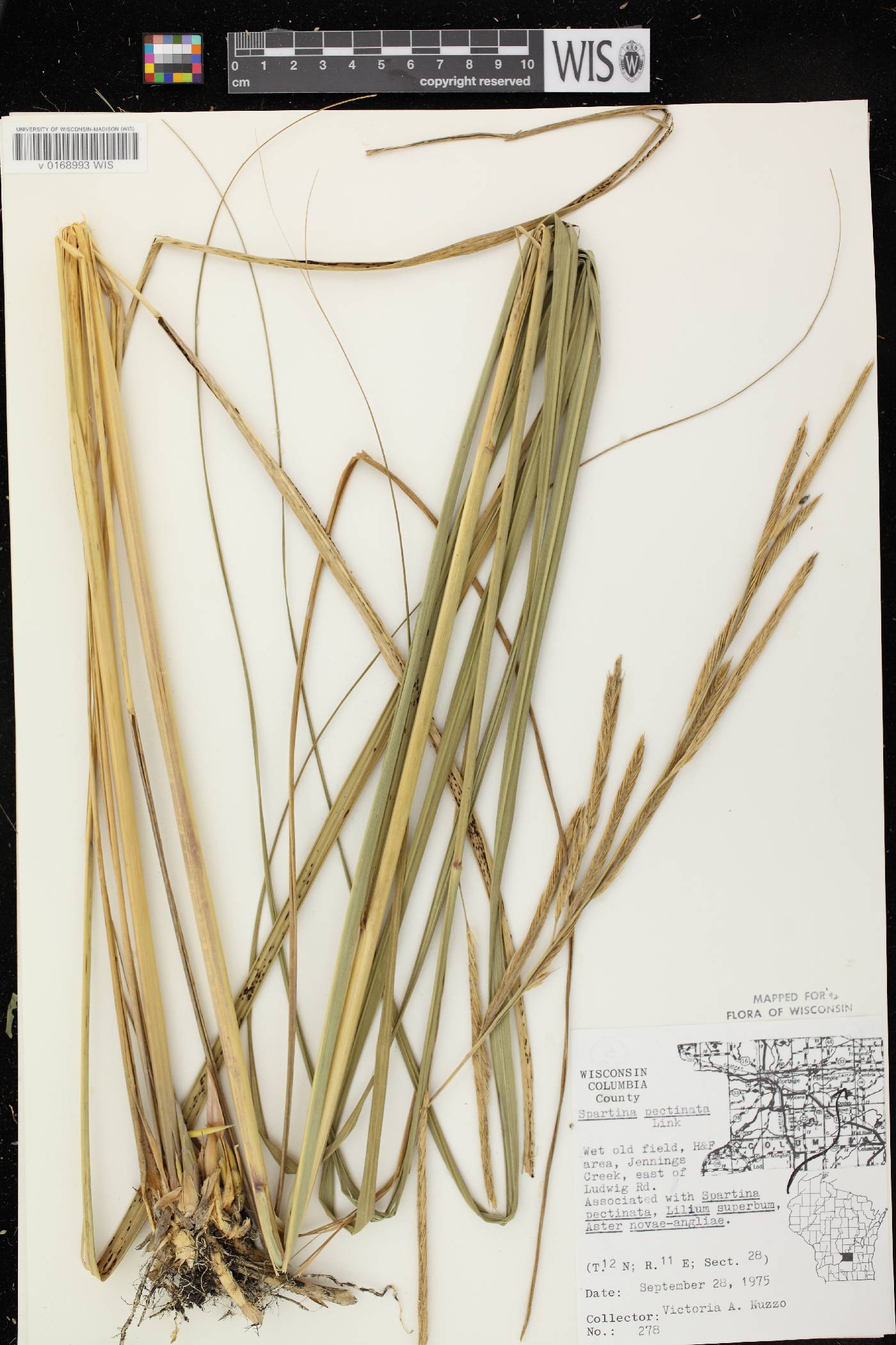 Spartina pectinata image
