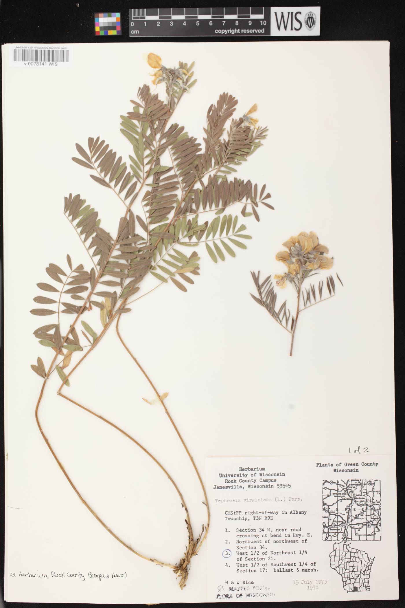Tephrosia virginiana image