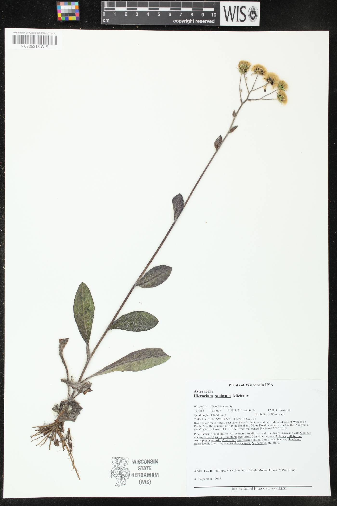 Hieracium scabrum image