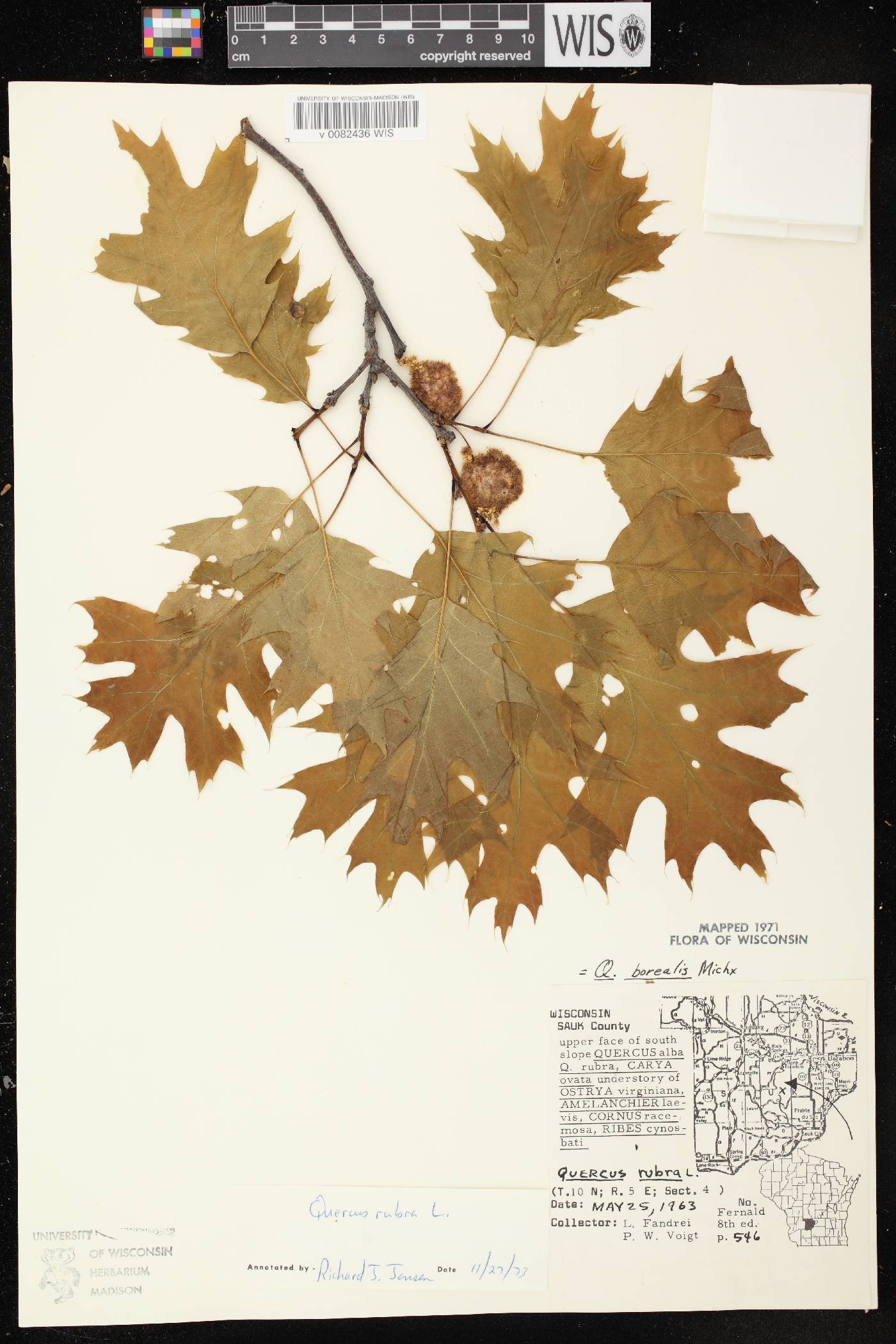 Quercus rubra image