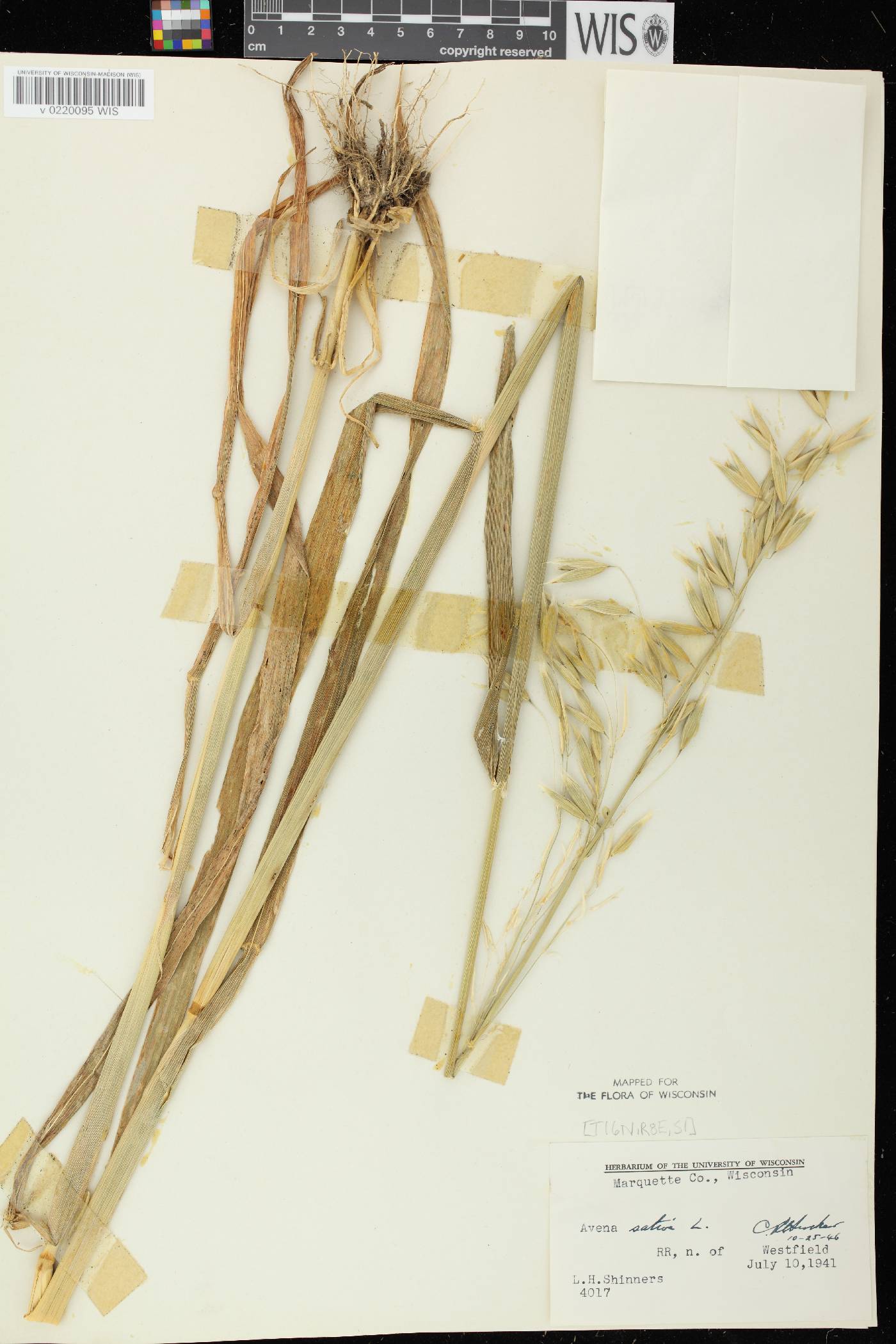 Avena sativa image