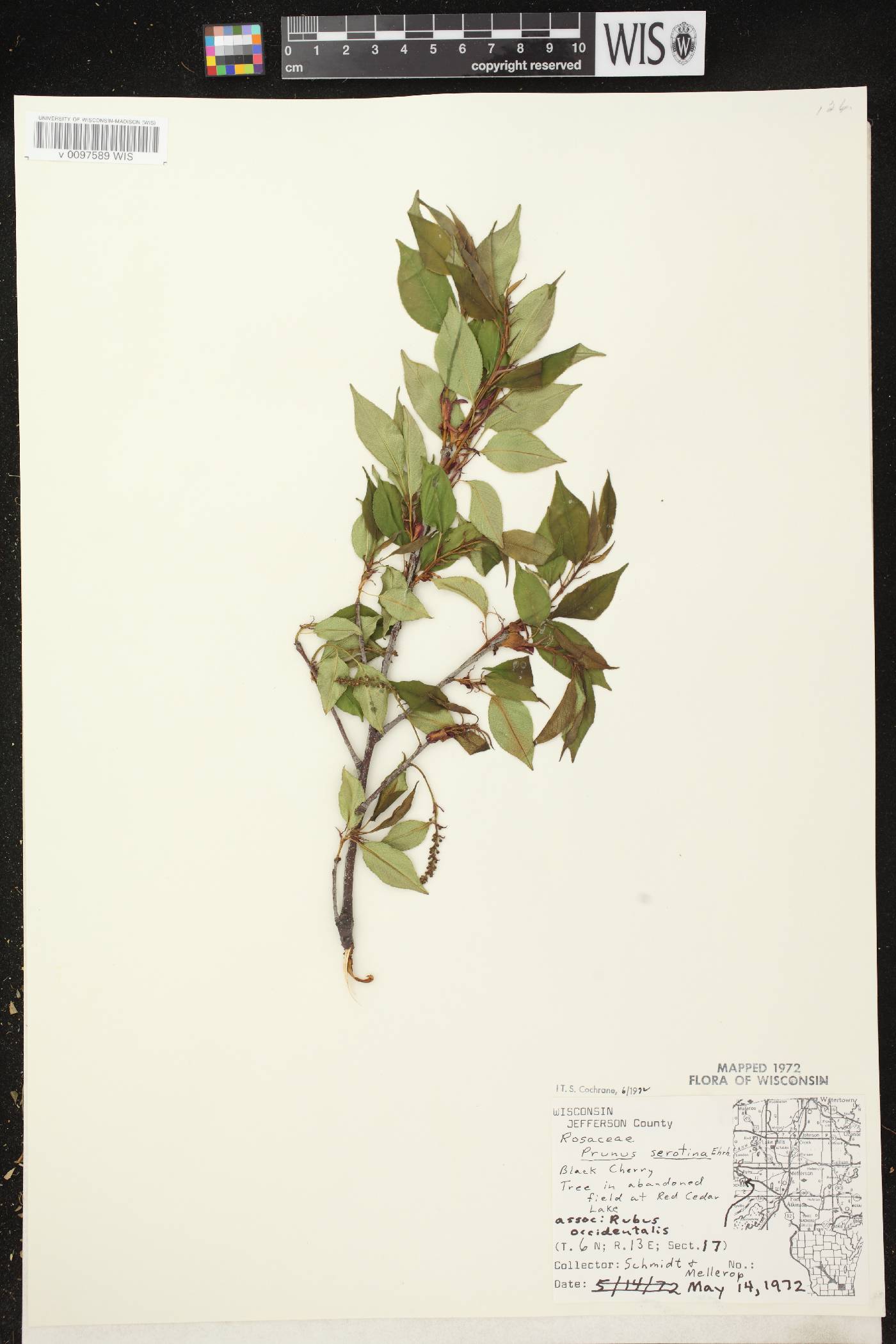 Prunus serotina var. serotina image
