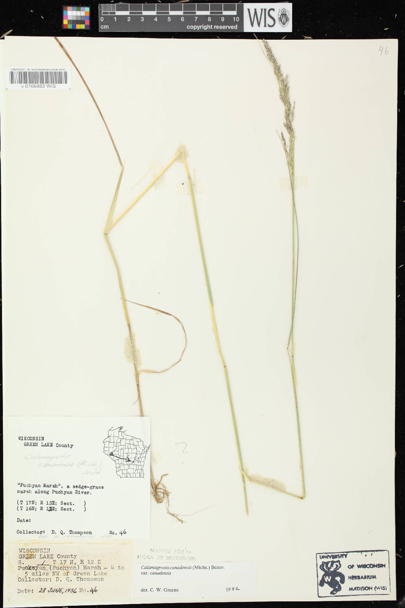 Calamagrostis canadensis var. canadensis image