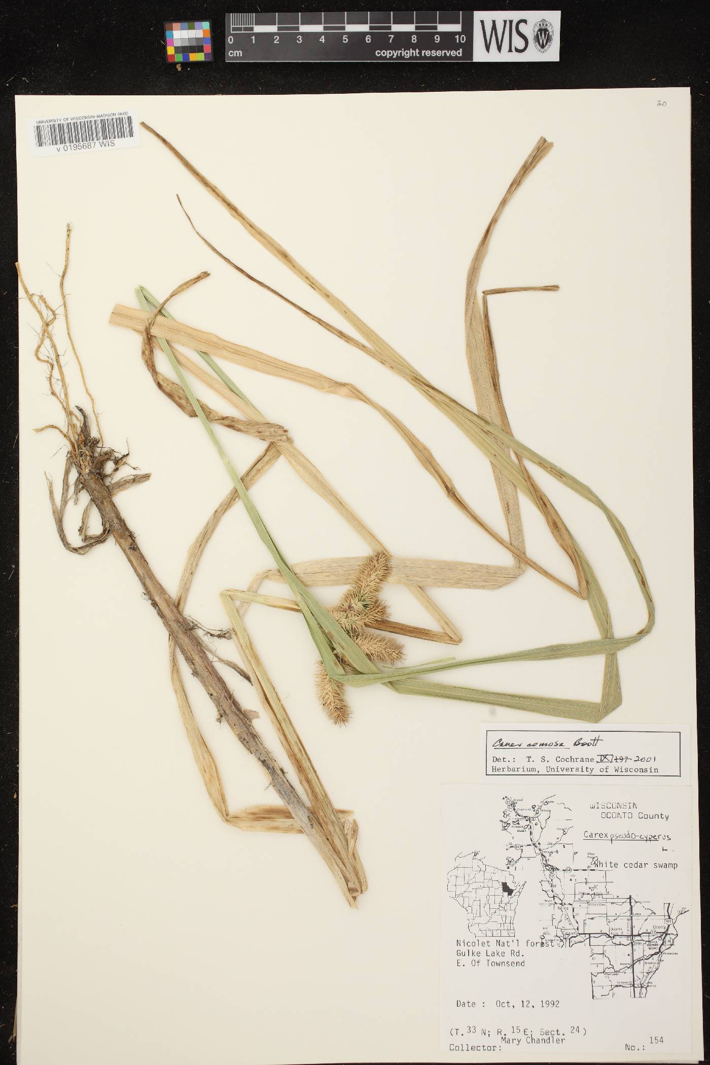 Carex pseudocyperus image