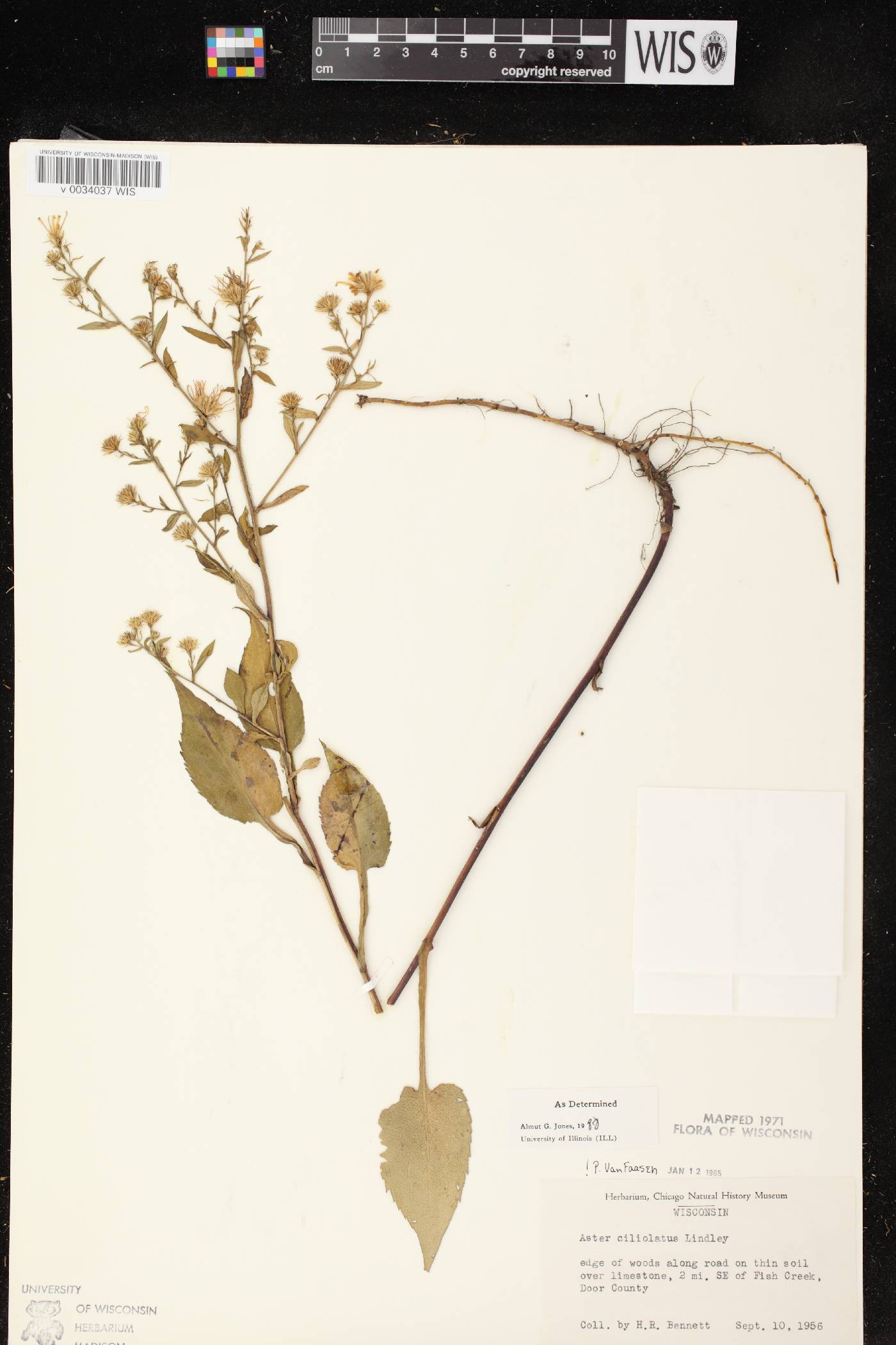 Symphyotrichum ciliolatum image