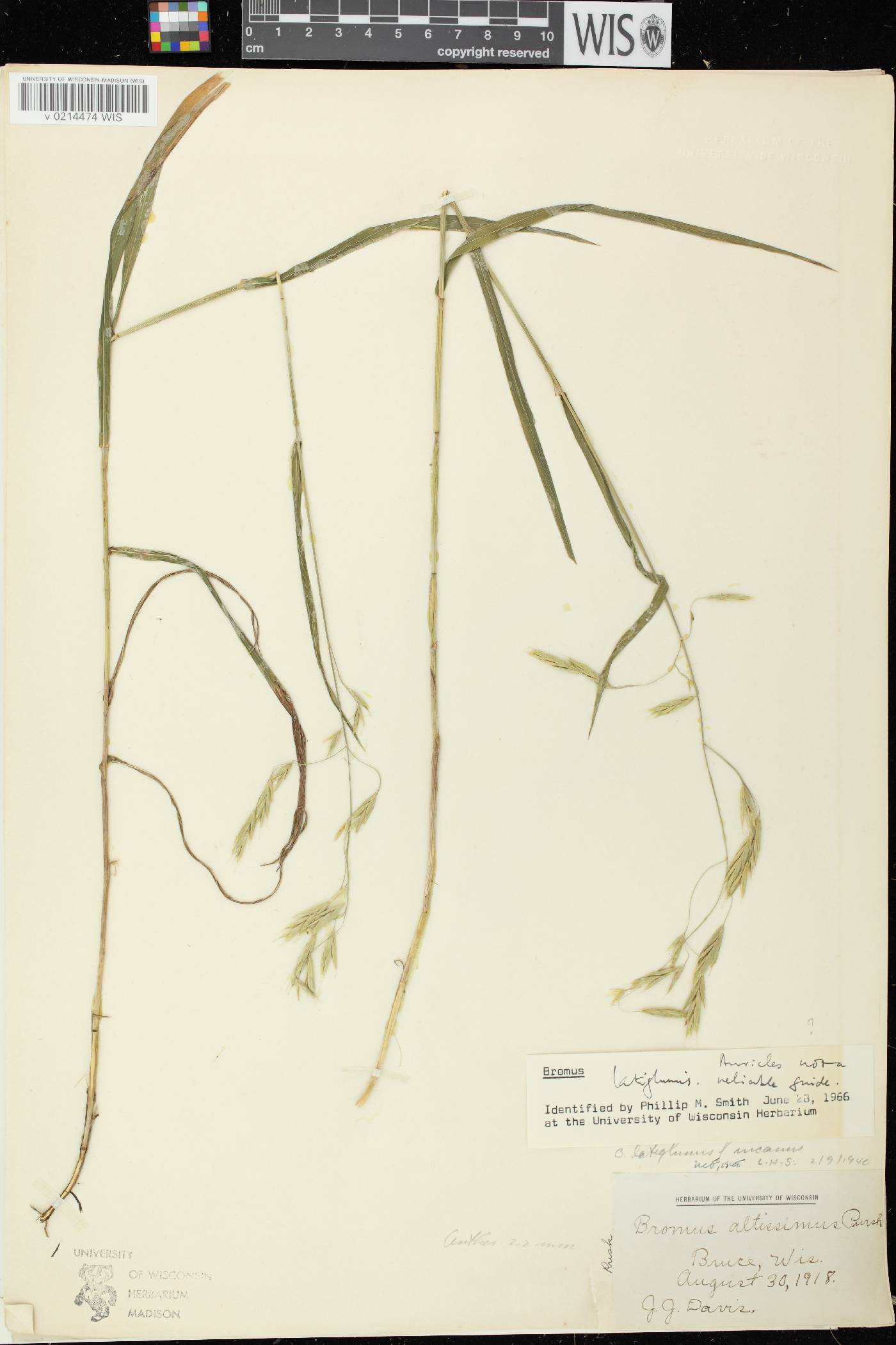Bromus latiglumis image