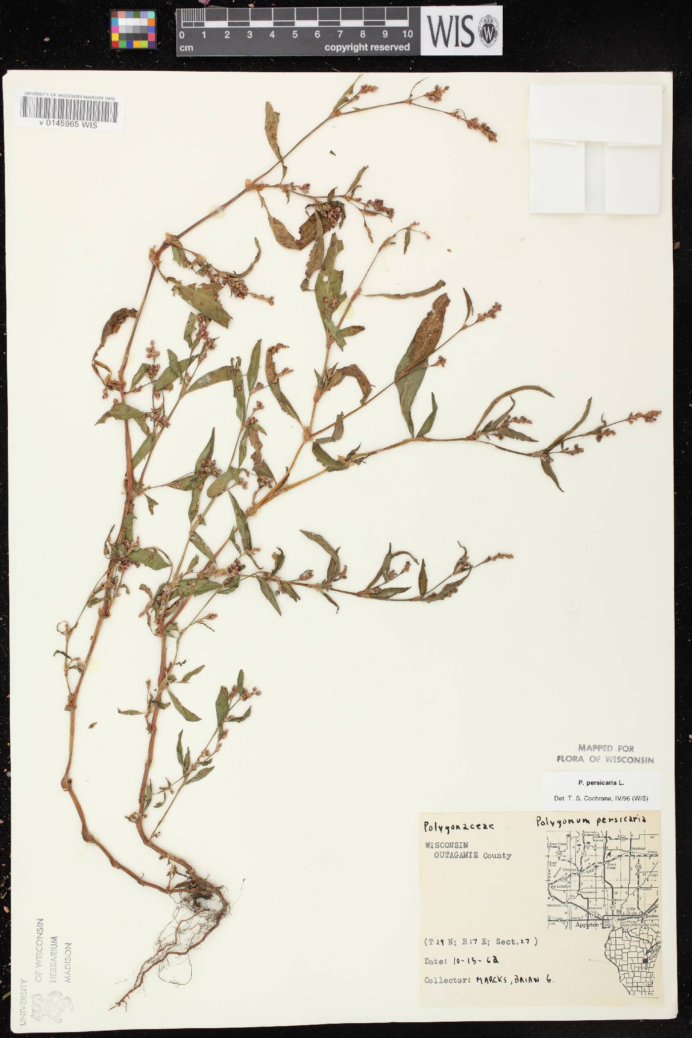 Persicaria maculosa image