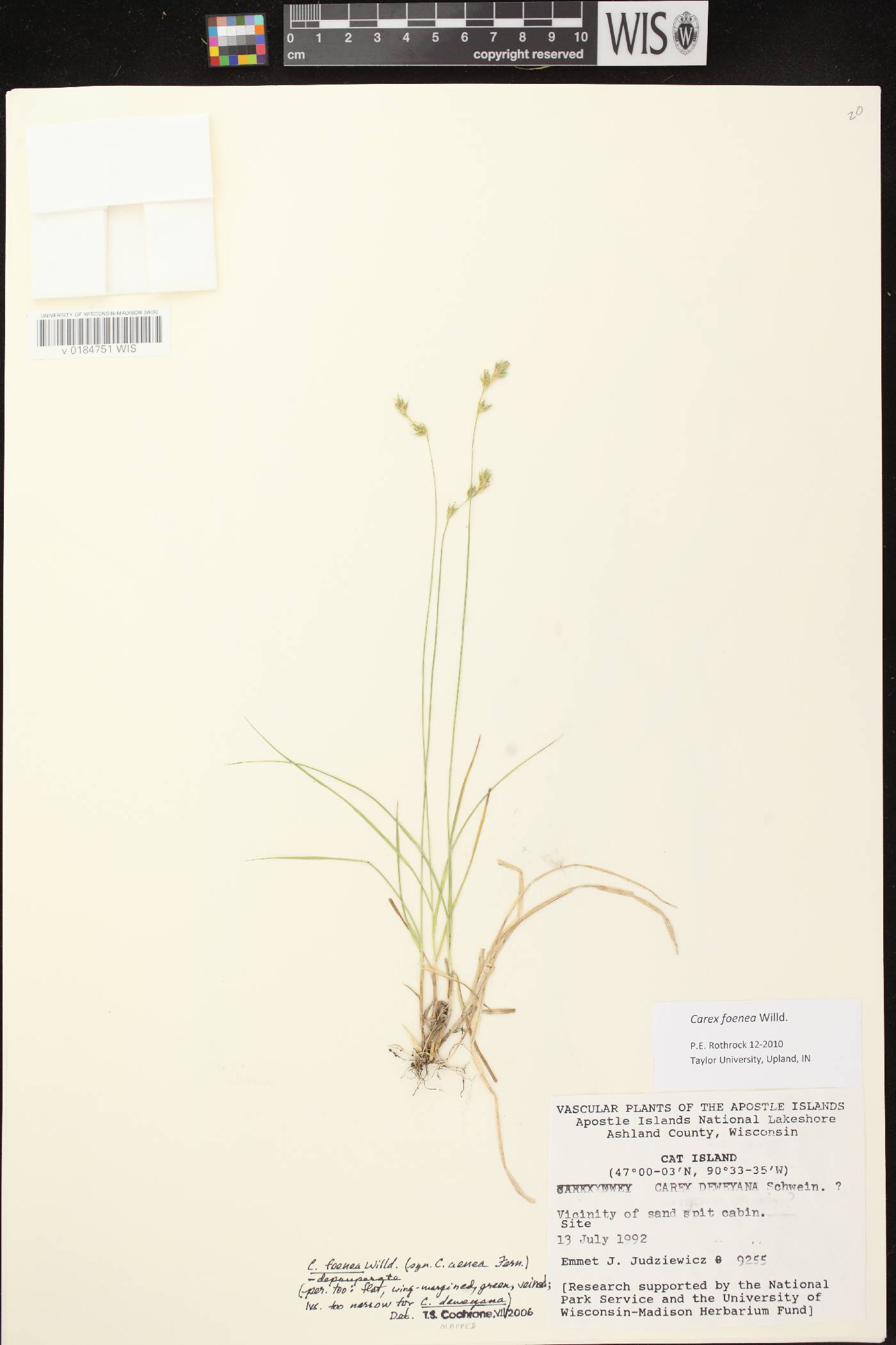 Carex foenea image