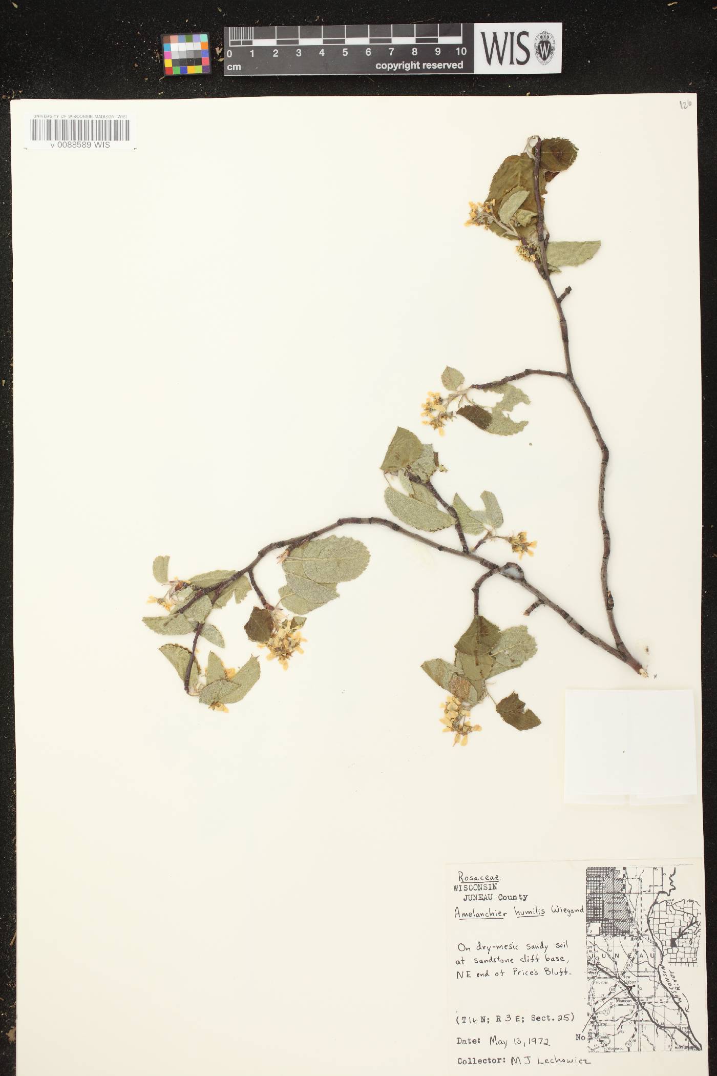 Amelanchier sanguinea image