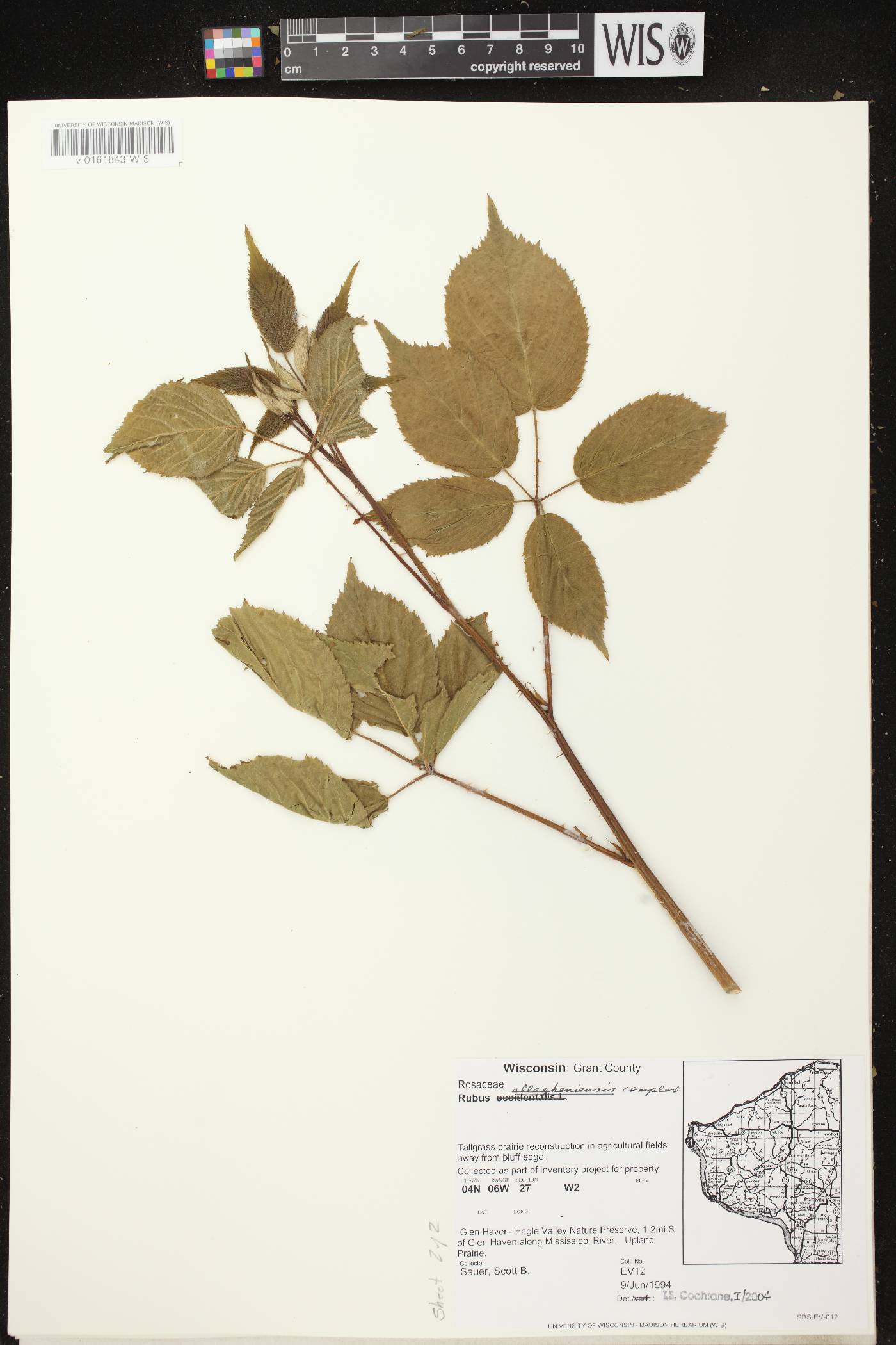 Rubus occidentalis image
