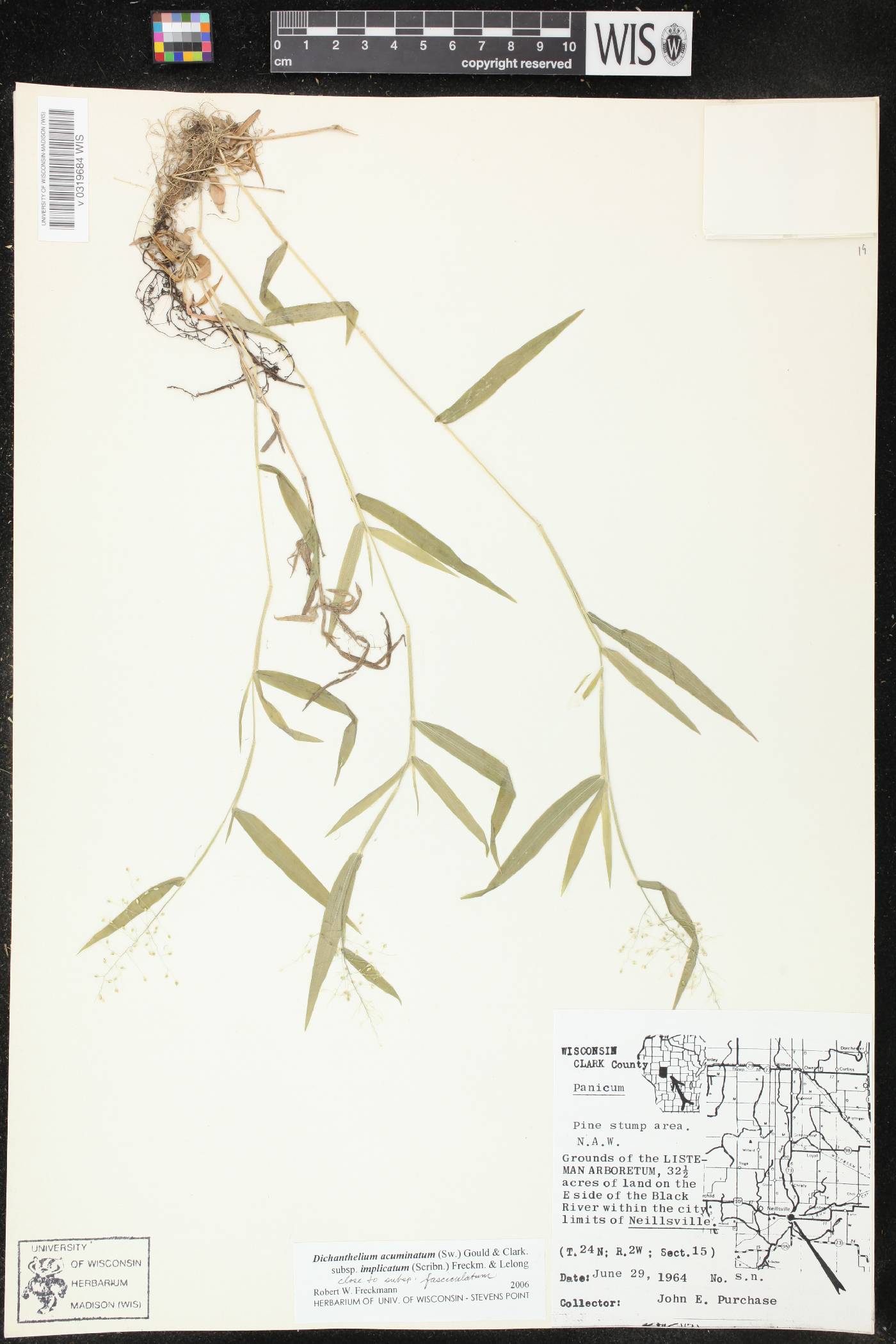 Dichanthelium meridionale image