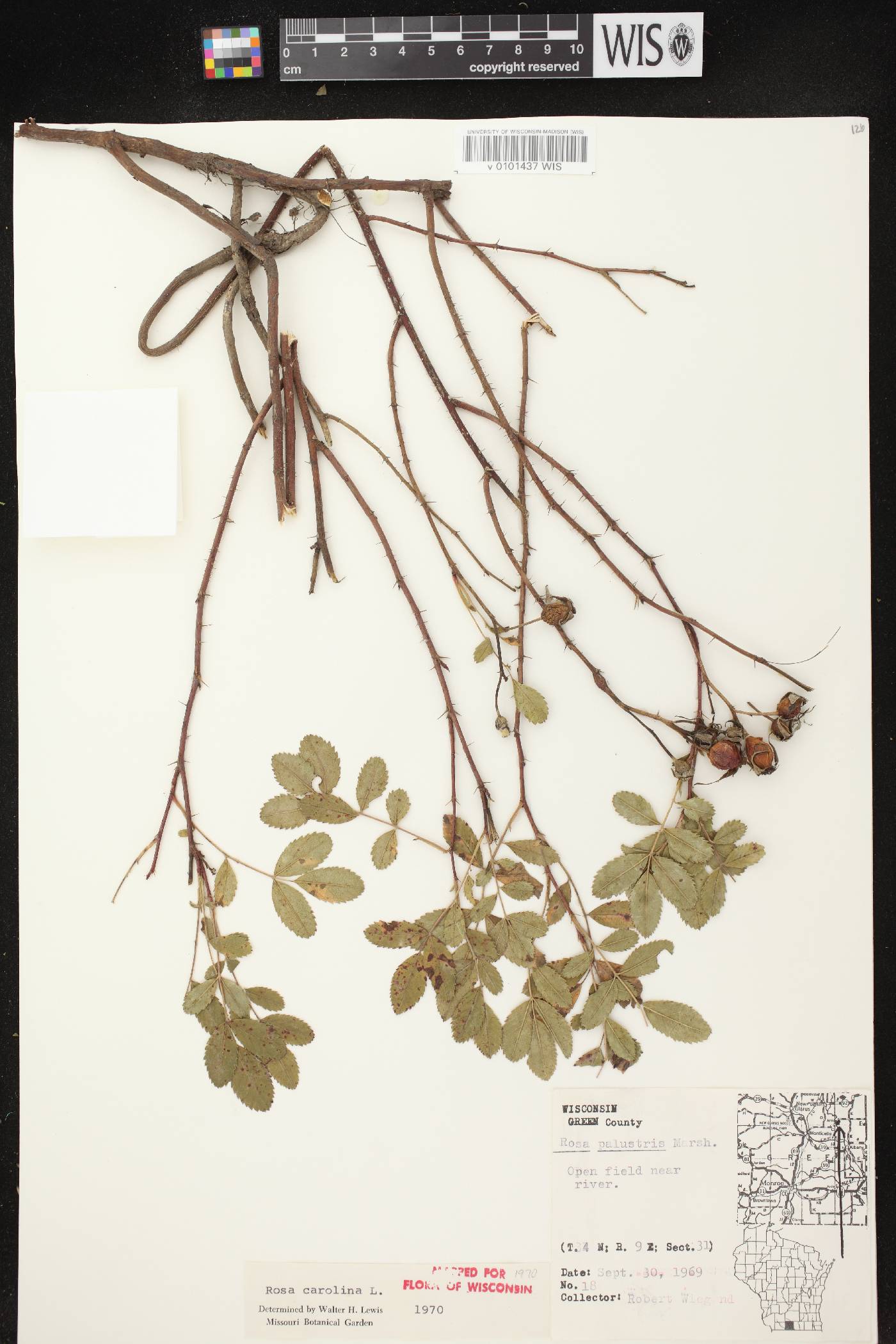 Rosa carolina image