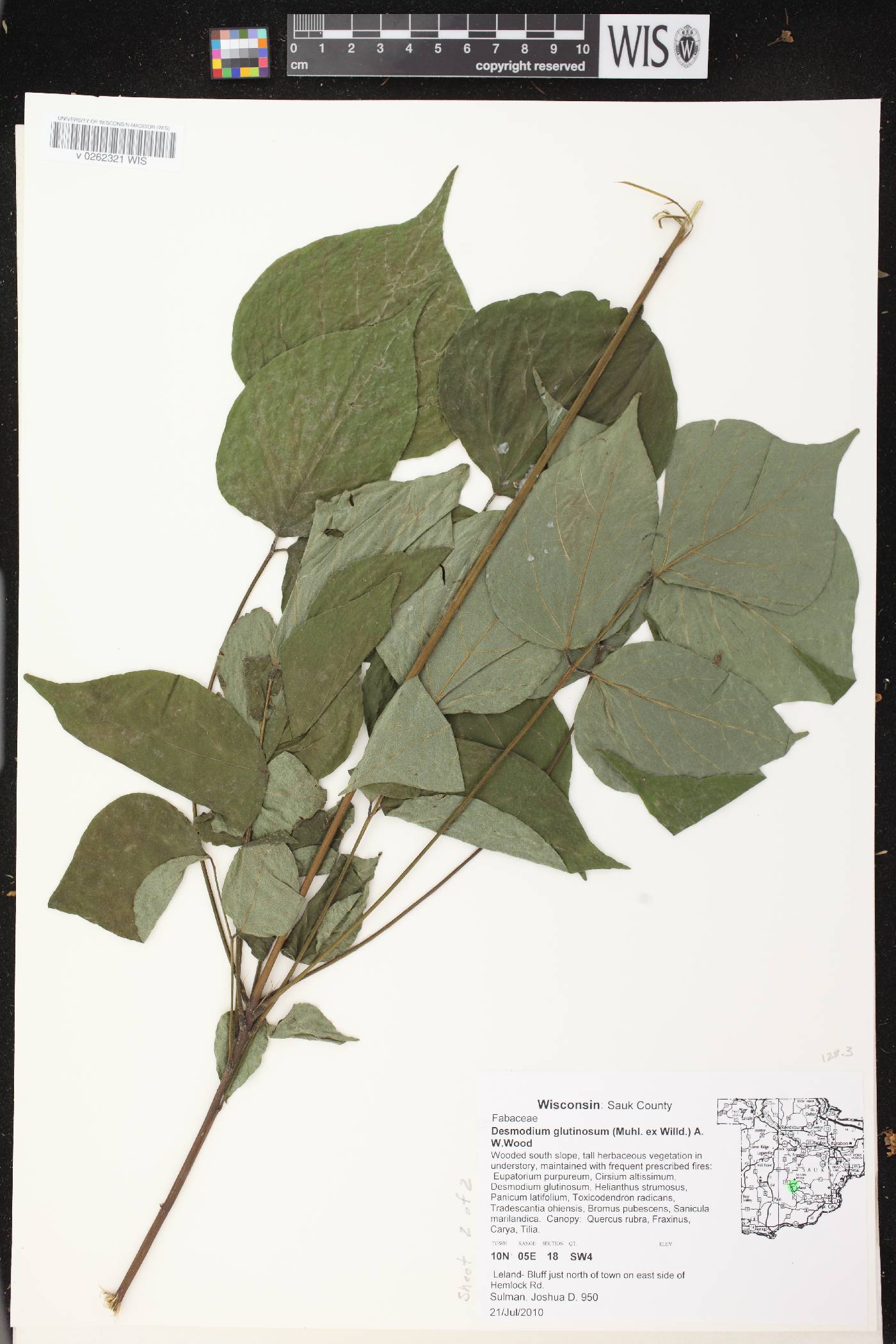 Hylodesmum glutinosum image