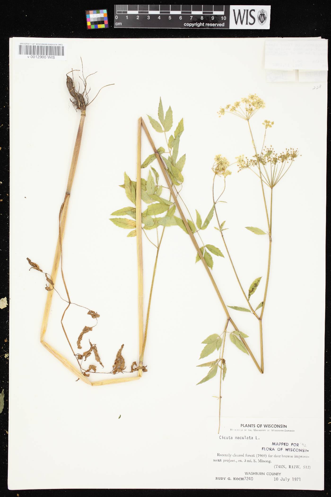 Cicuta maculata image