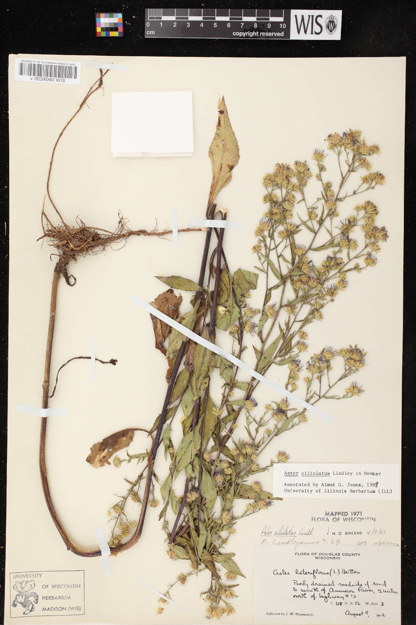 Symphyotrichum ciliolatum image