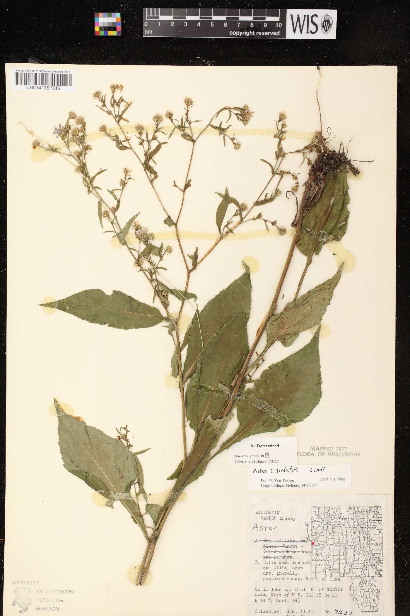 Symphyotrichum ciliolatum image