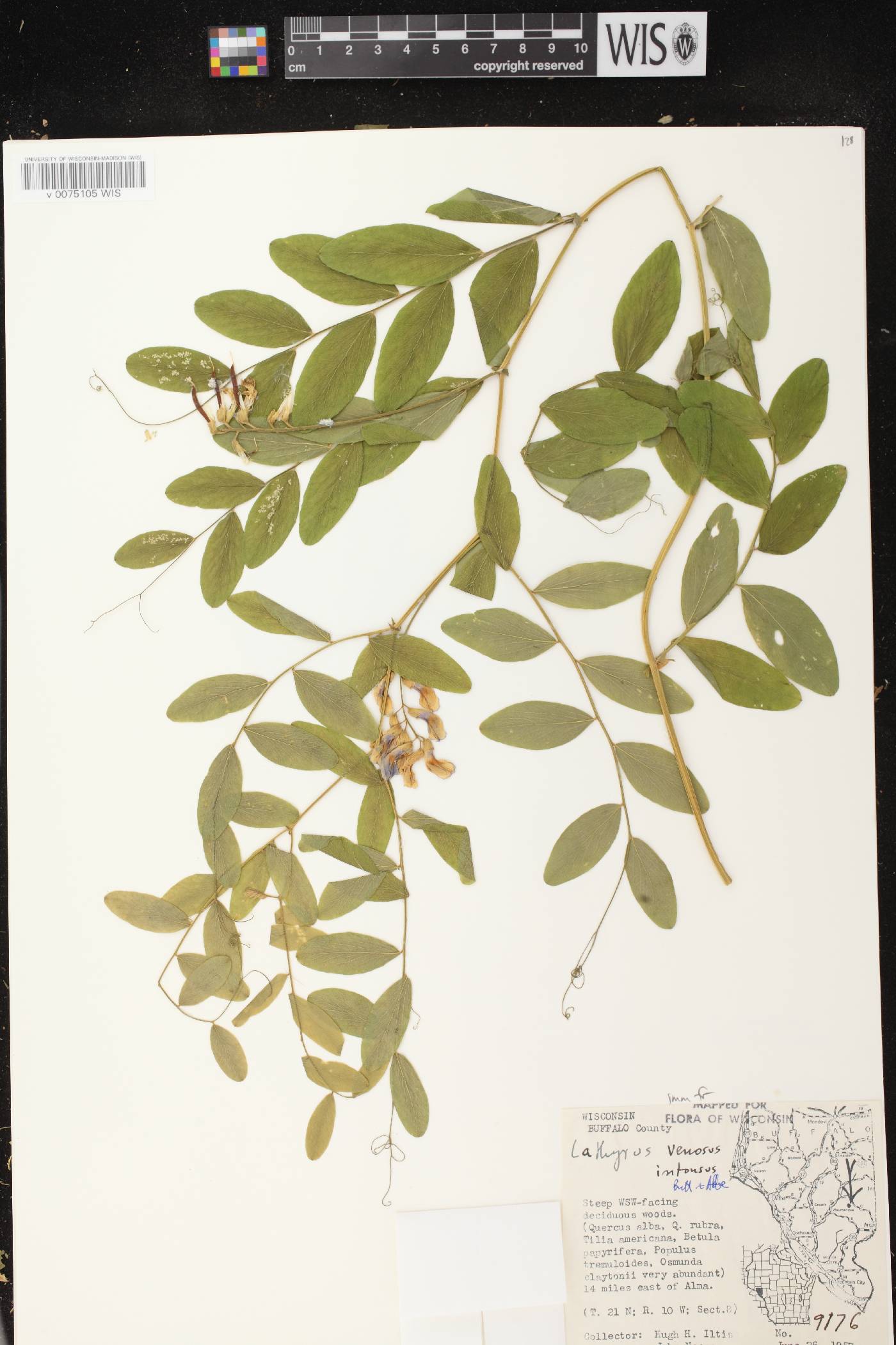 Lathyrus venosus image