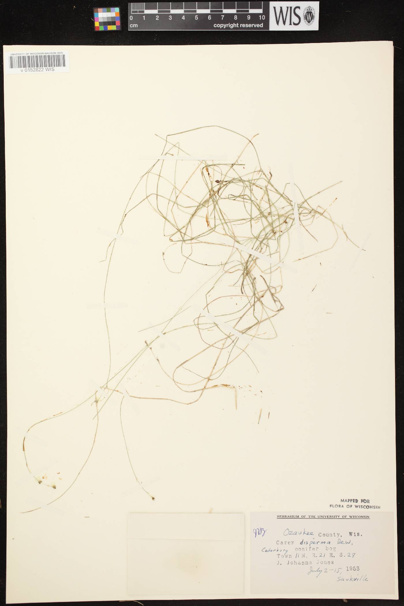 Carex disperma image