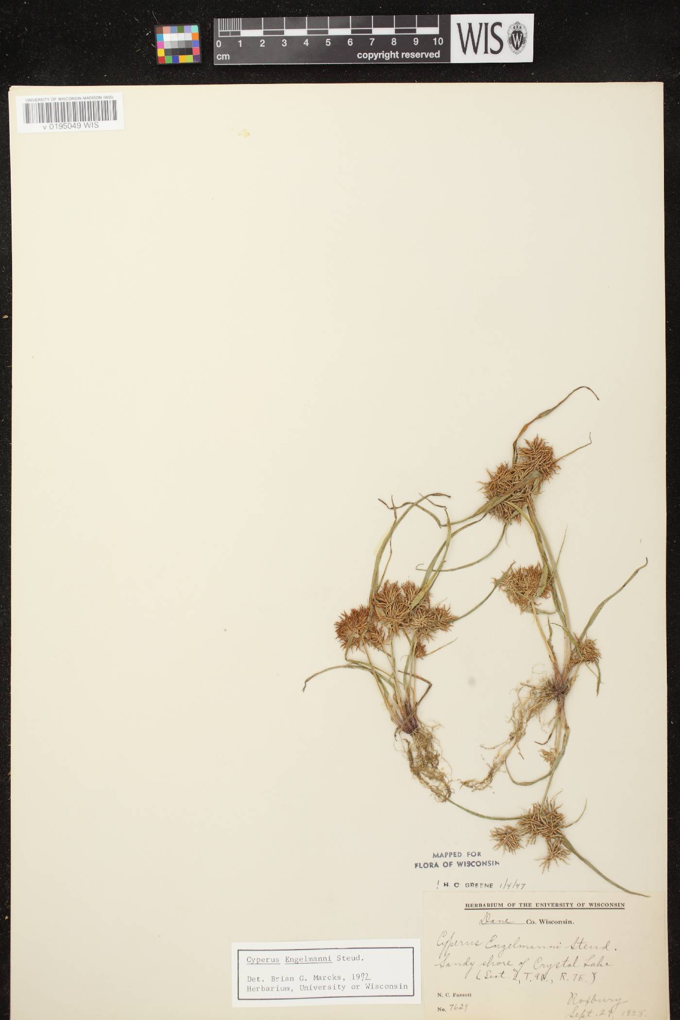 Cyperus odoratus image