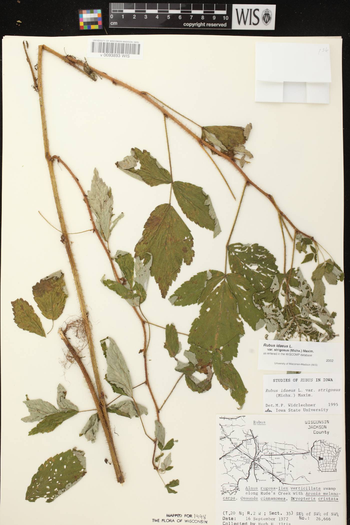 Rubus idaeus subsp. strigosus image
