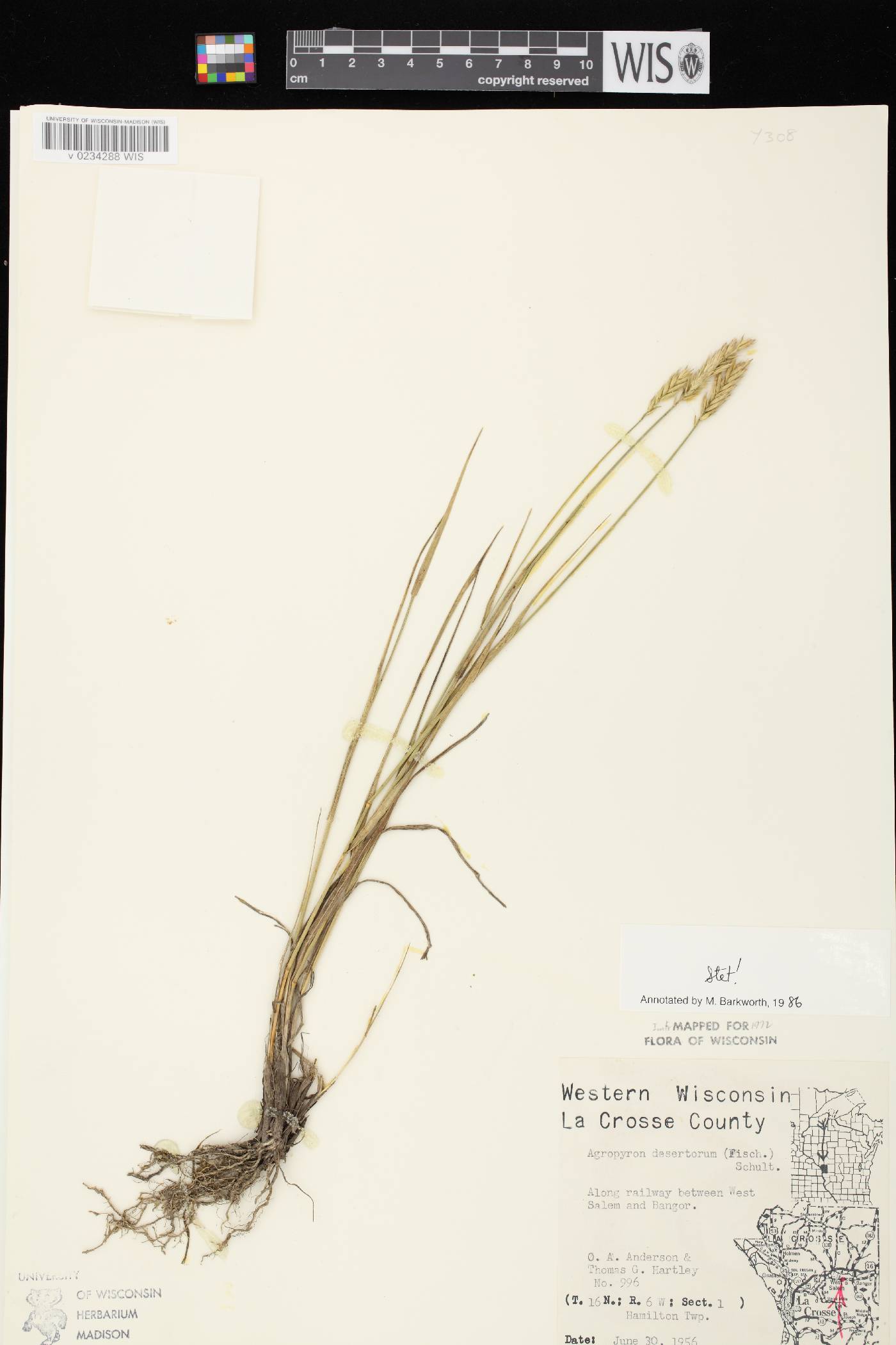 Agropyron cristatum image