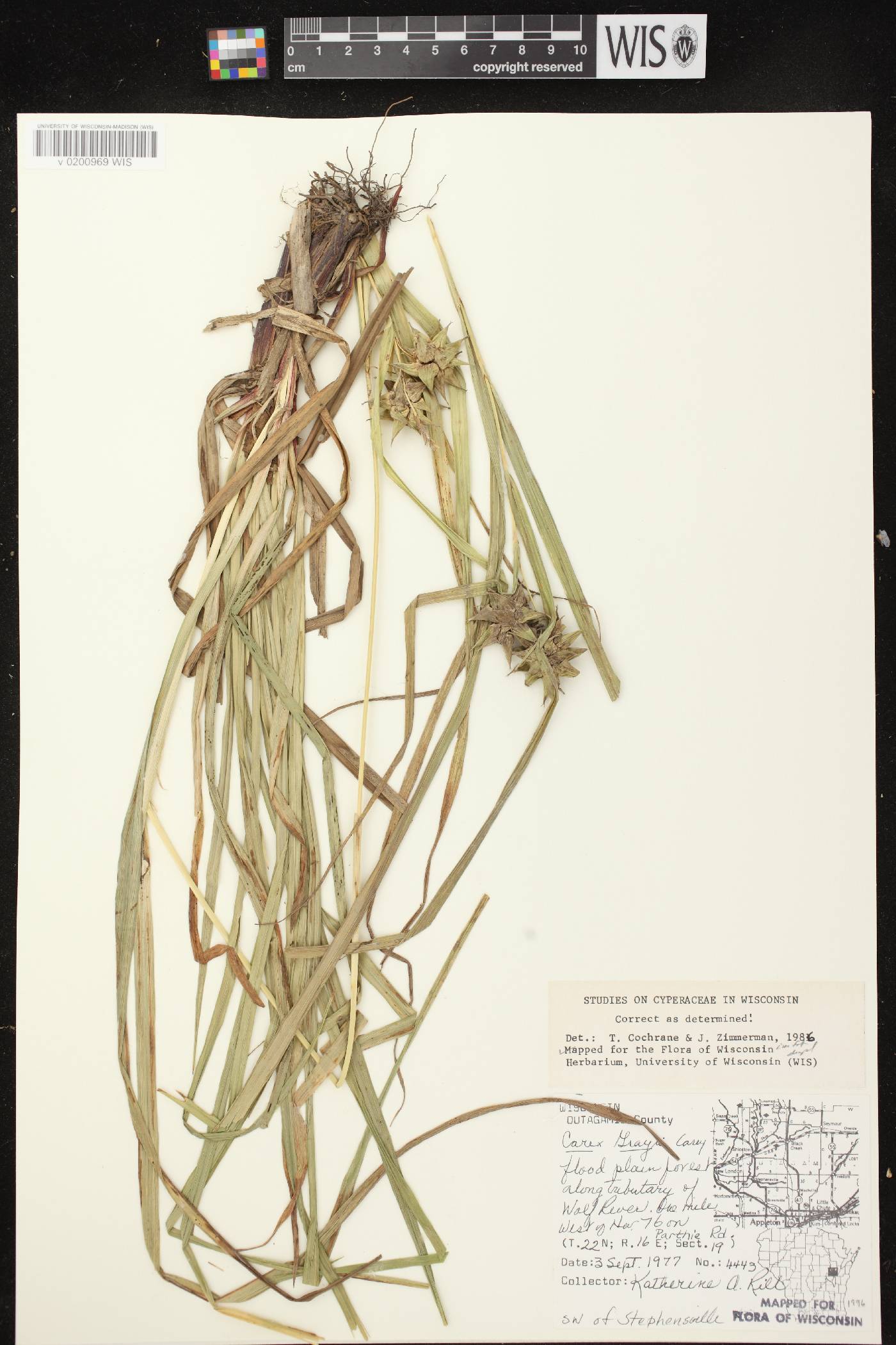Carex grayi image