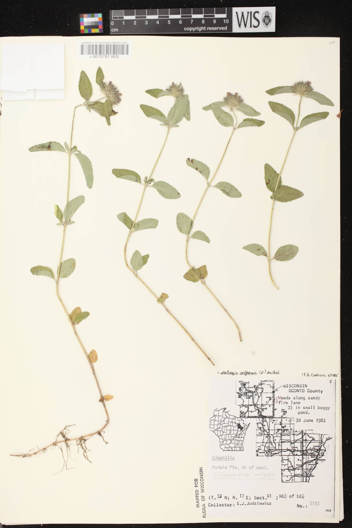 Clinopodium vulgare image