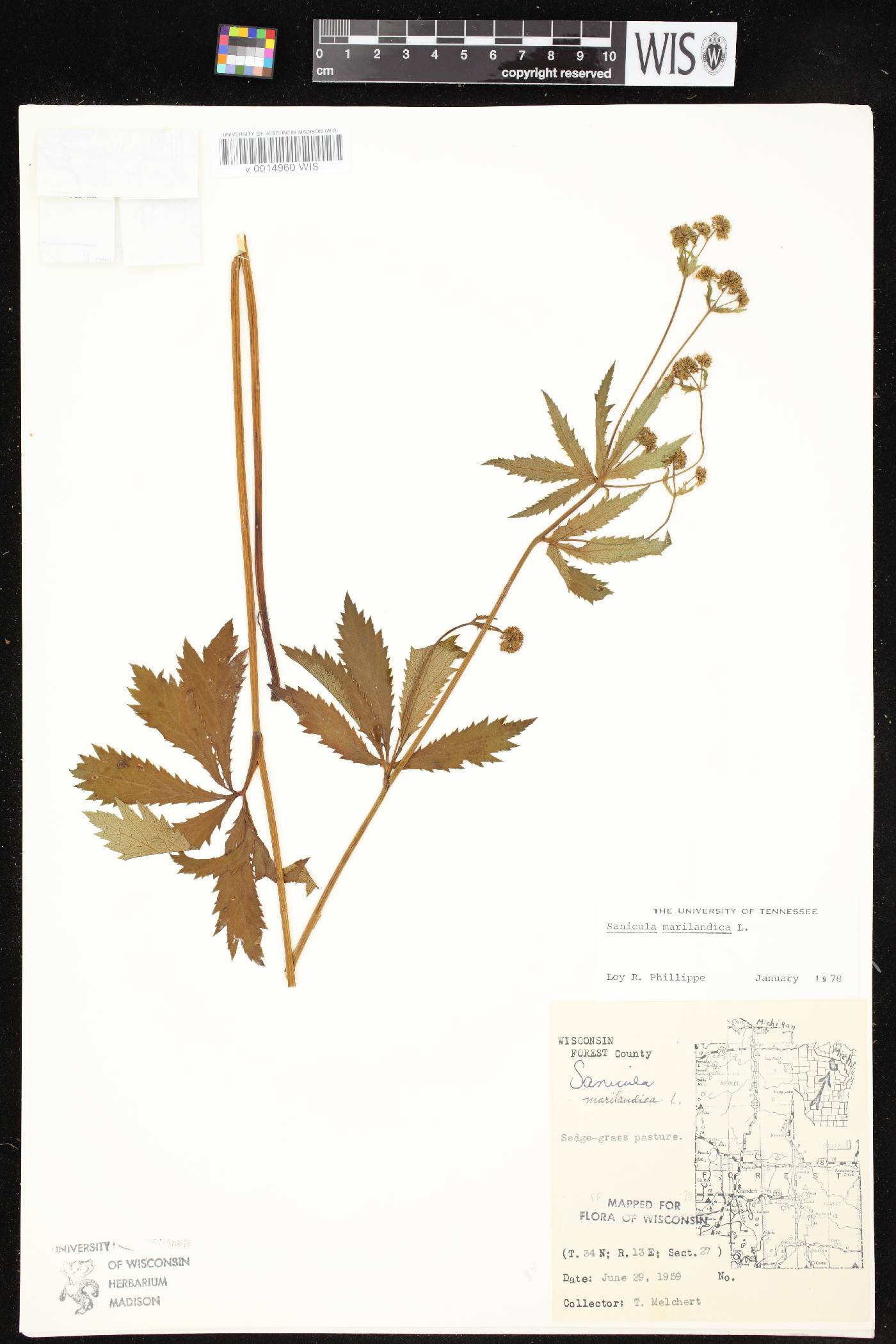 Sanicula marilandica image