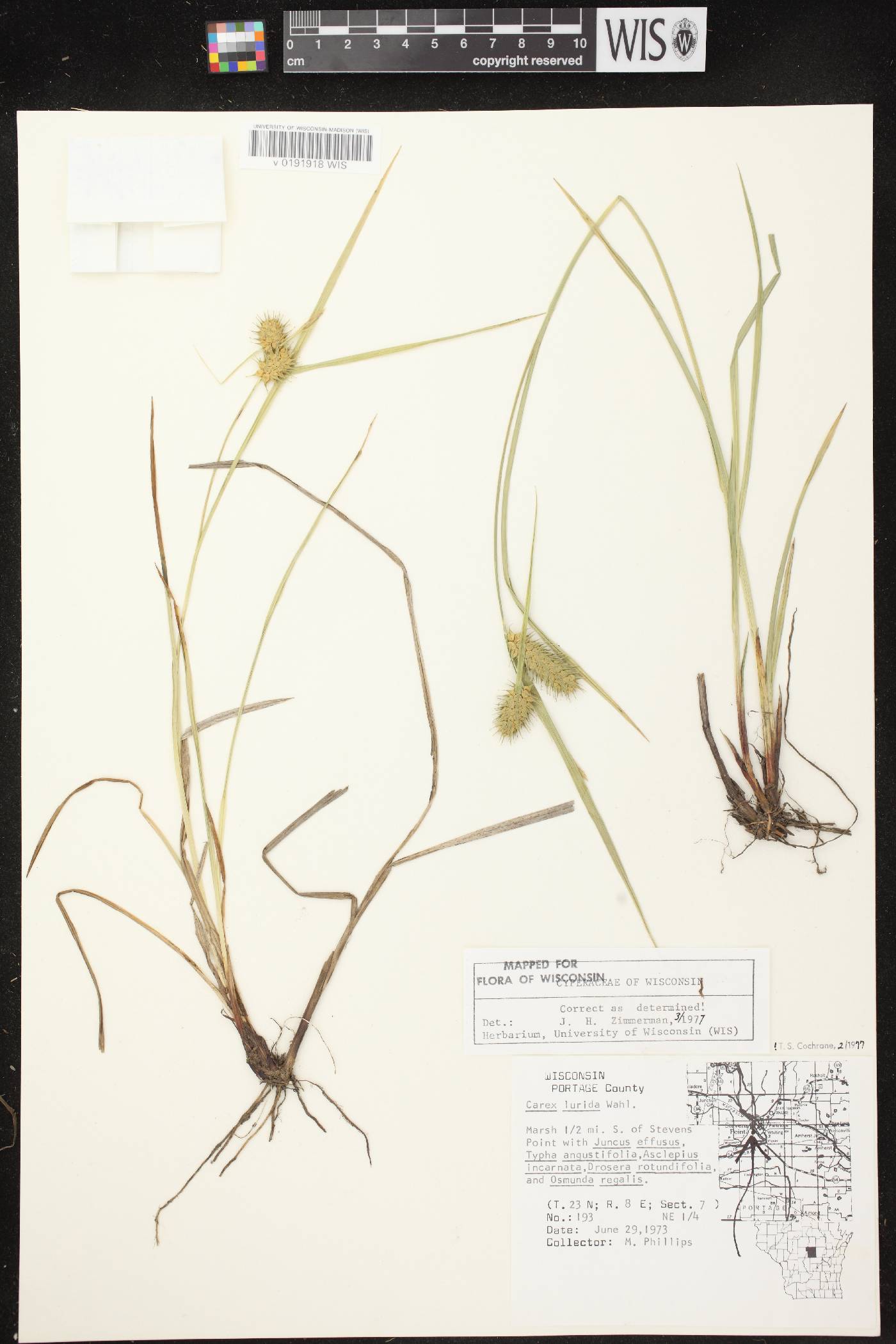 Carex lurida image