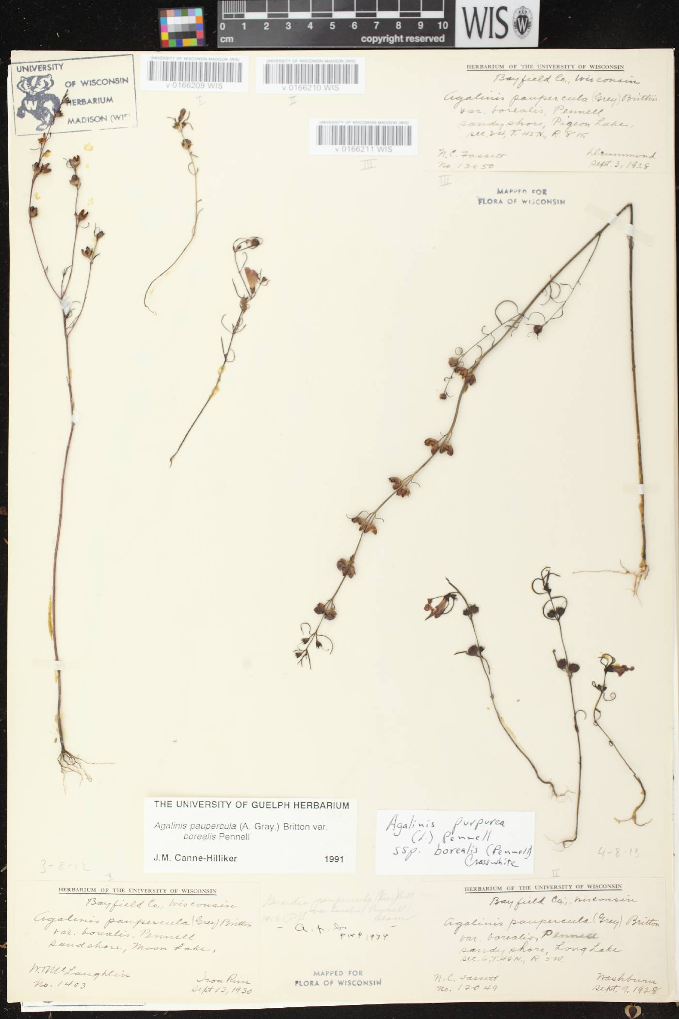 Agalinis paupercula var. borealis image