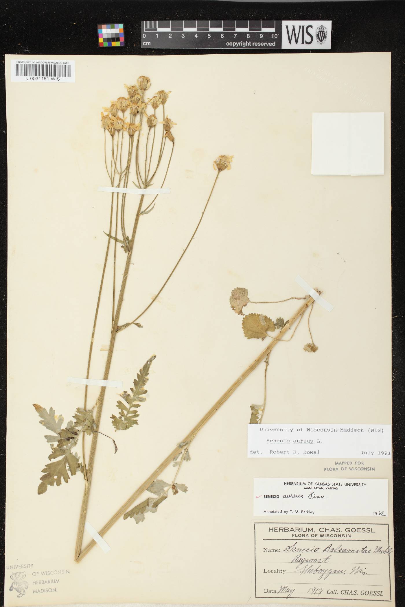 Packera aurea image