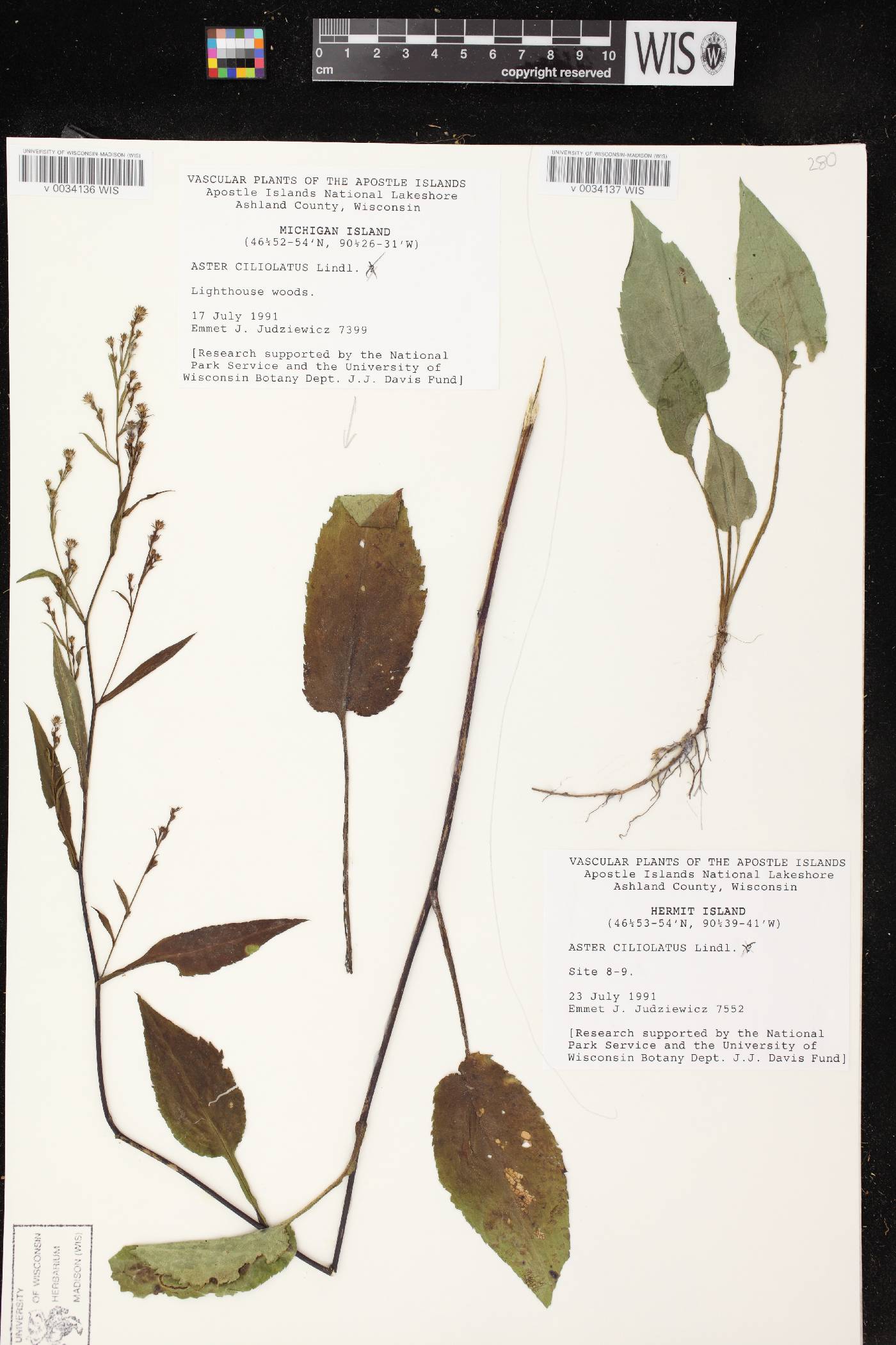 Symphyotrichum ciliolatum image