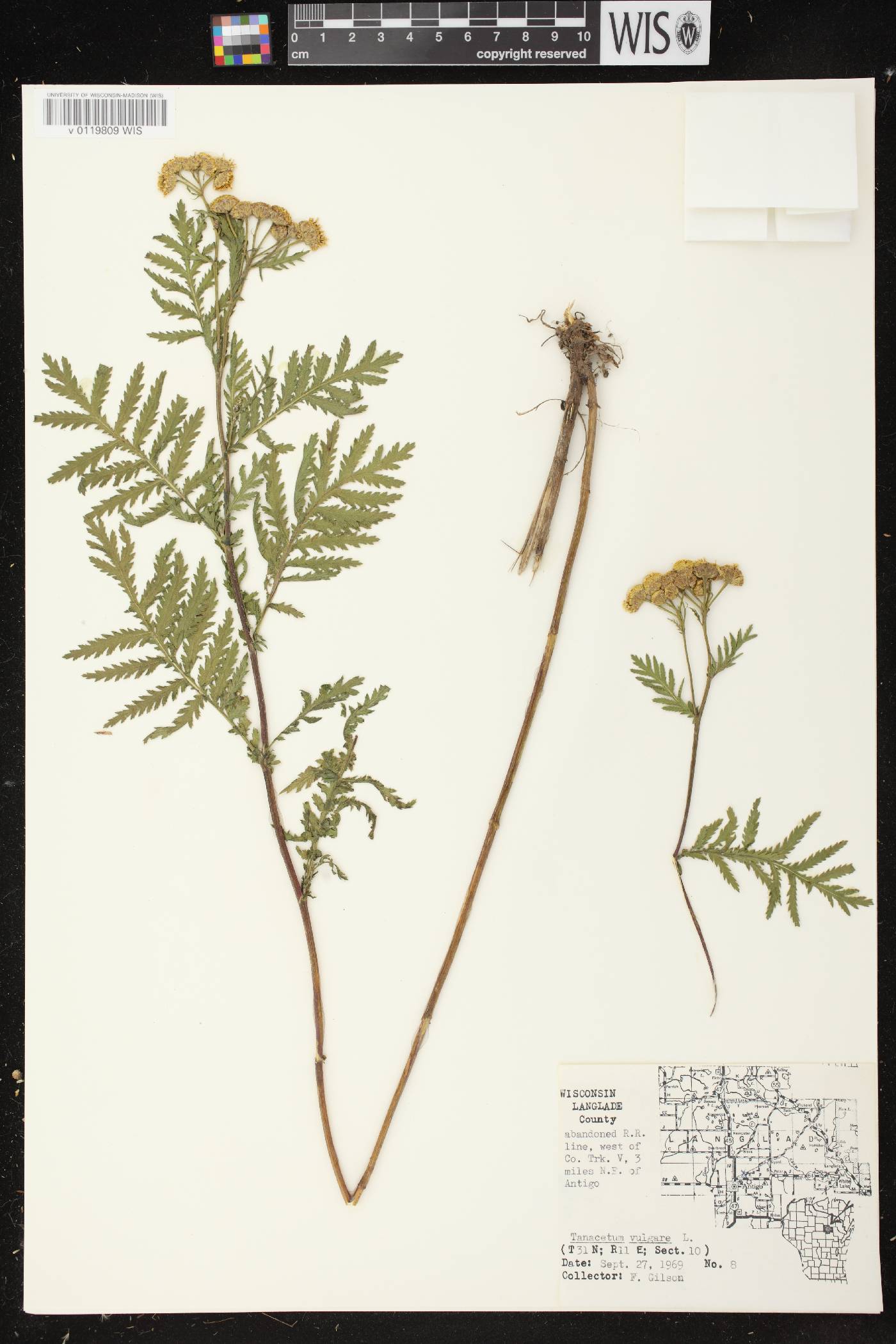 Tanacetum vulgare image