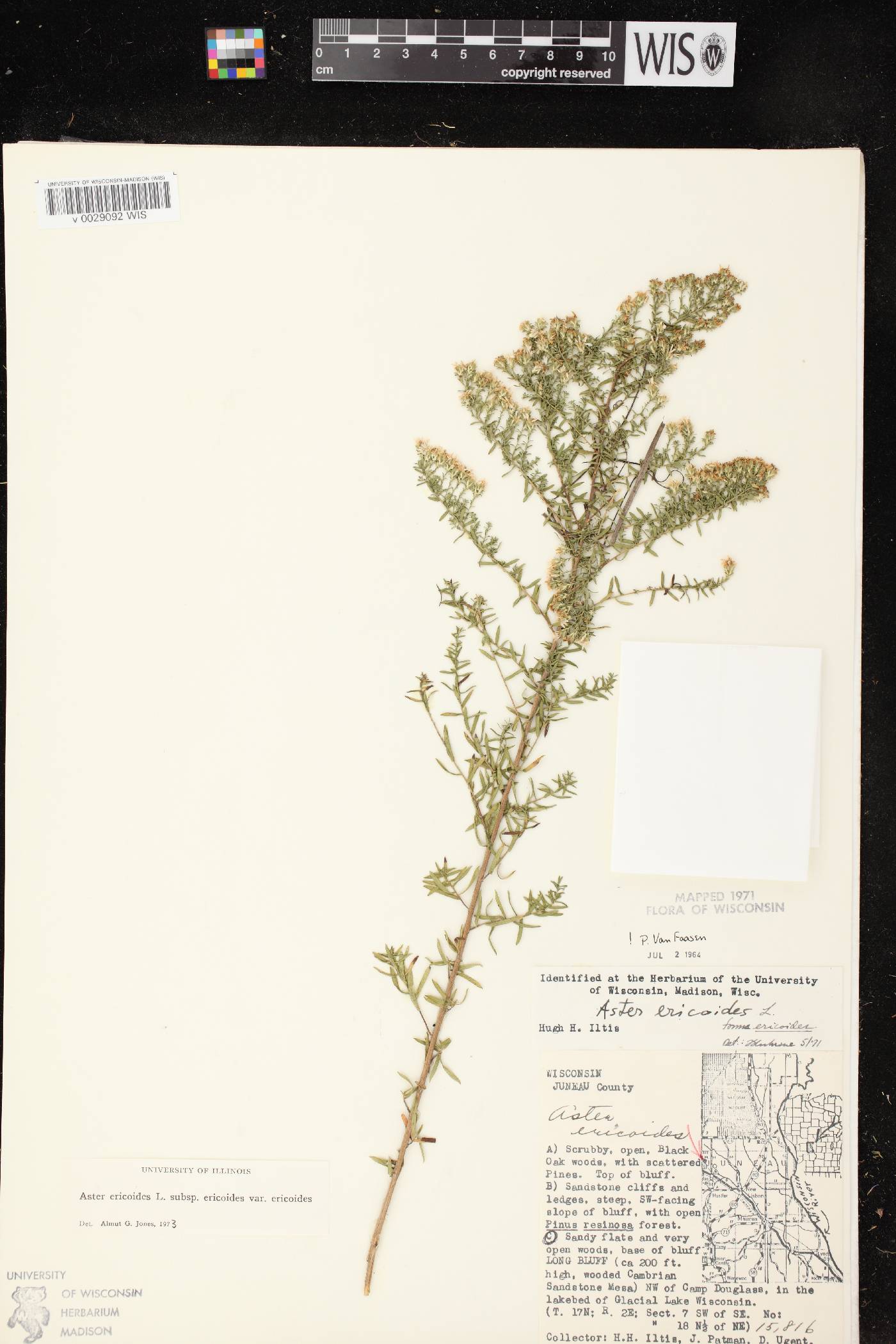Symphyotrichum ericoides image