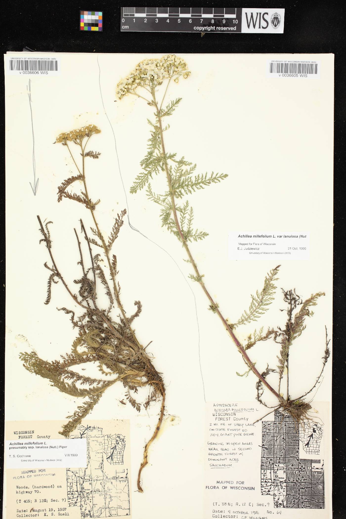 Achillea millefolium image