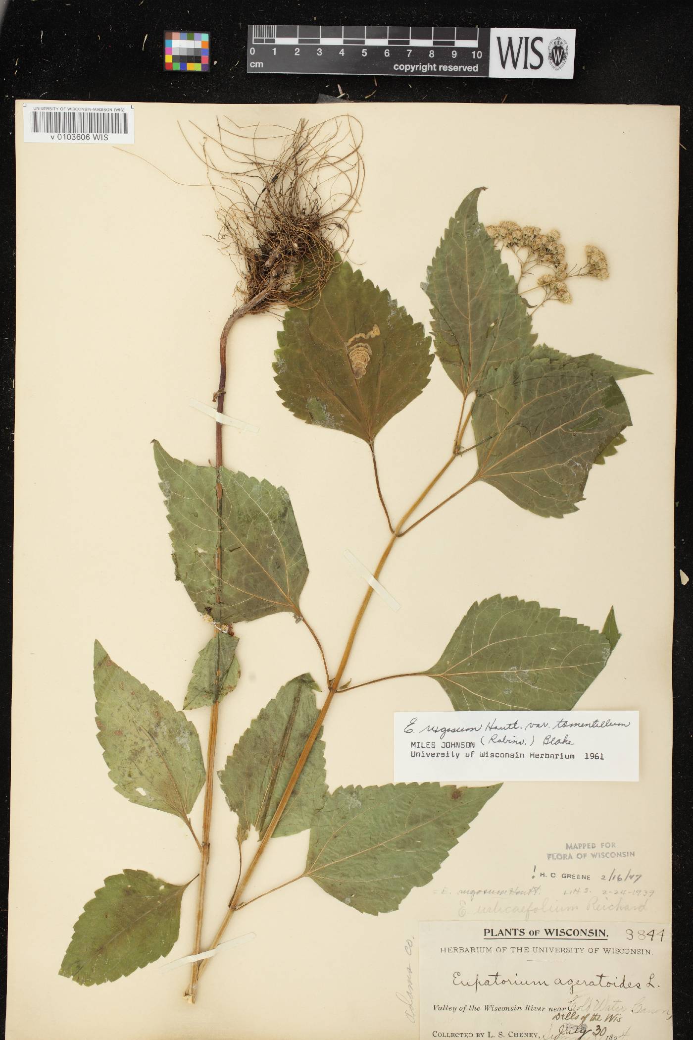 Ageratina altissima subsp. altissima image