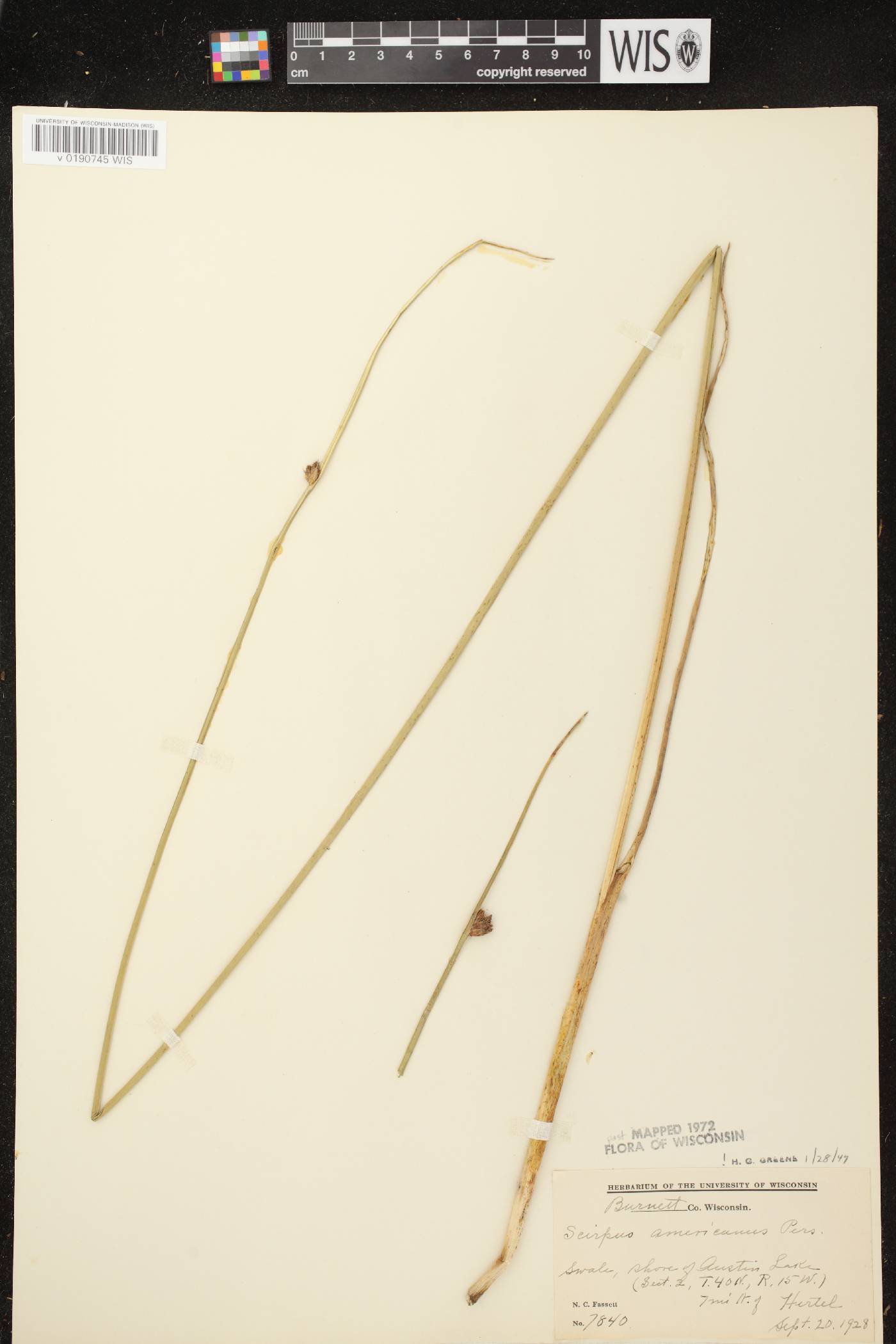 Schoenoplectus pungens image