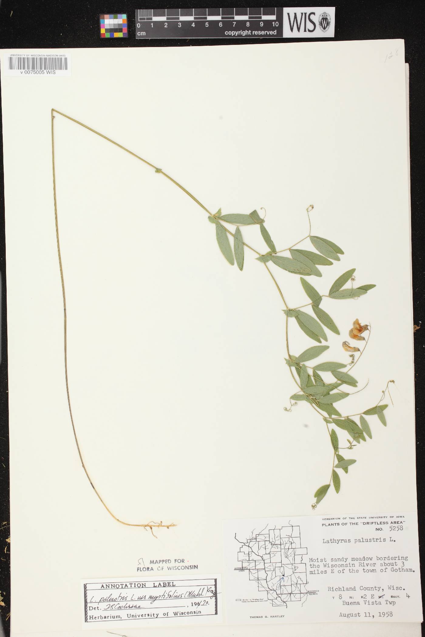 Lathyrus palustris image