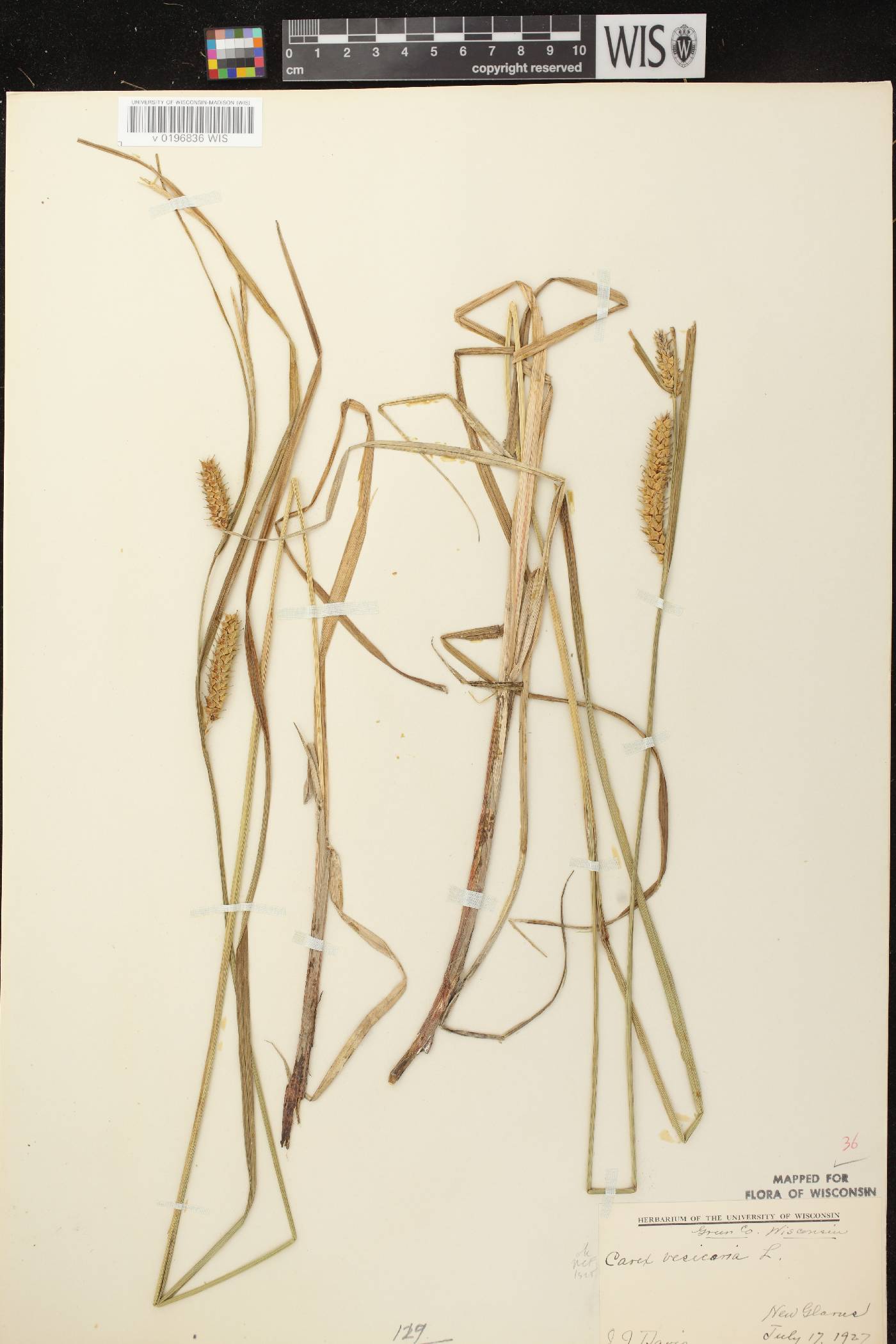 Carex vesicaria image