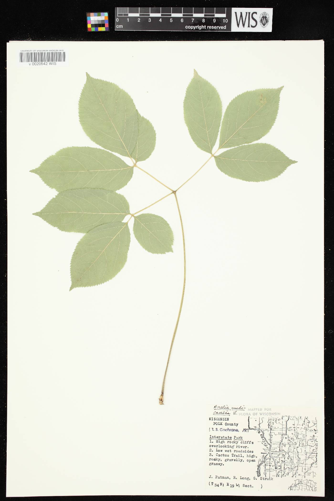 Aralia nudicaulis image
