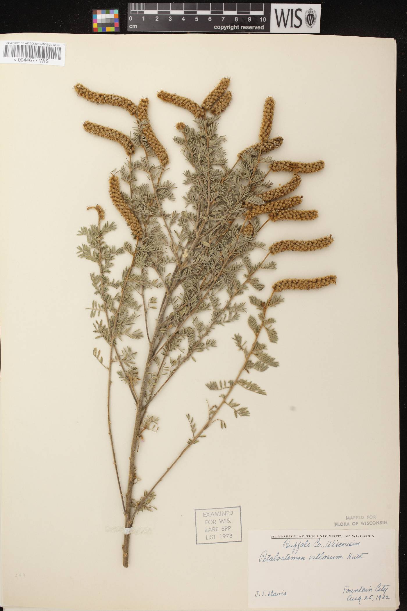 Dalea villosa var. villosa image