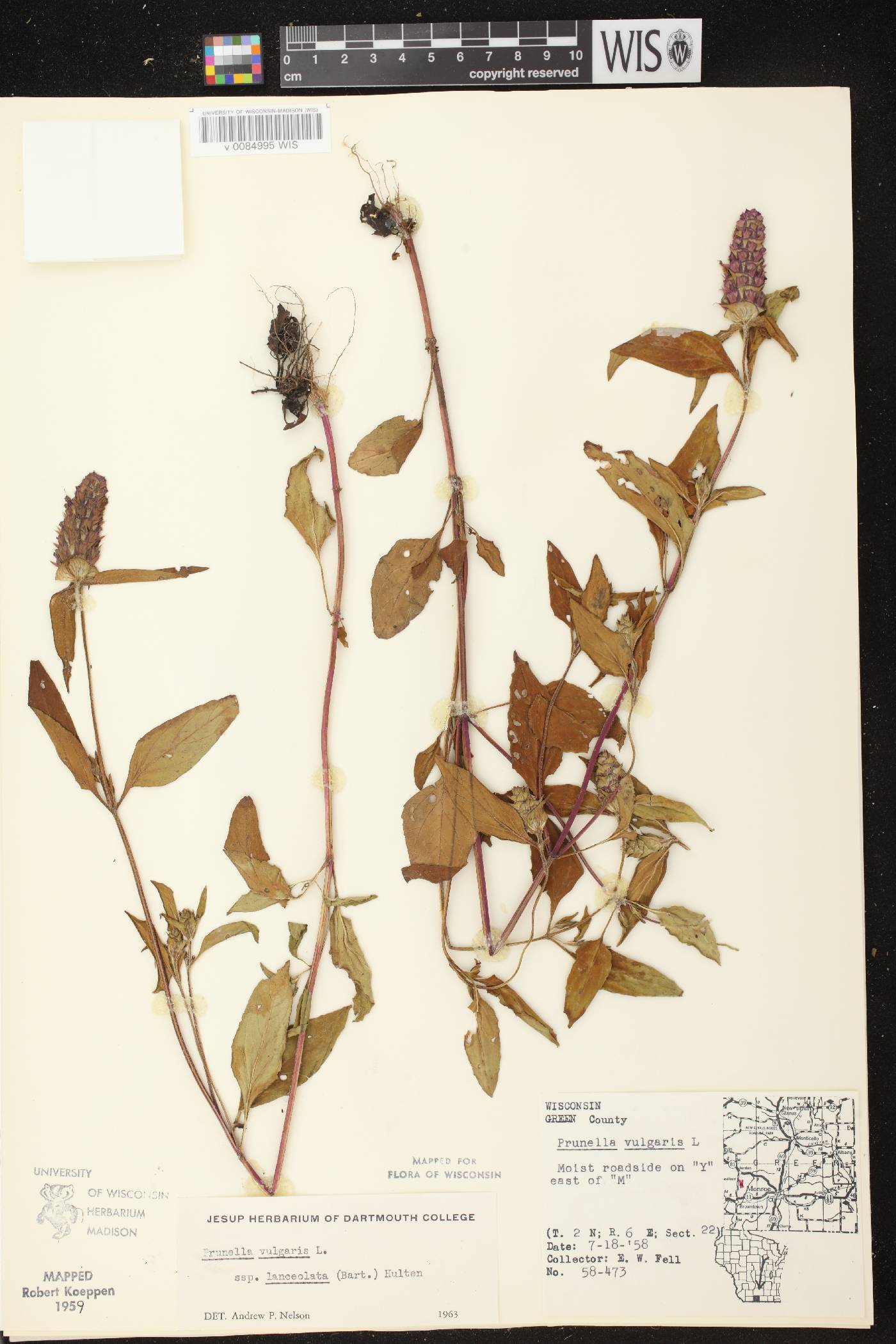 Prunella vulgaris subsp. lanceolata image