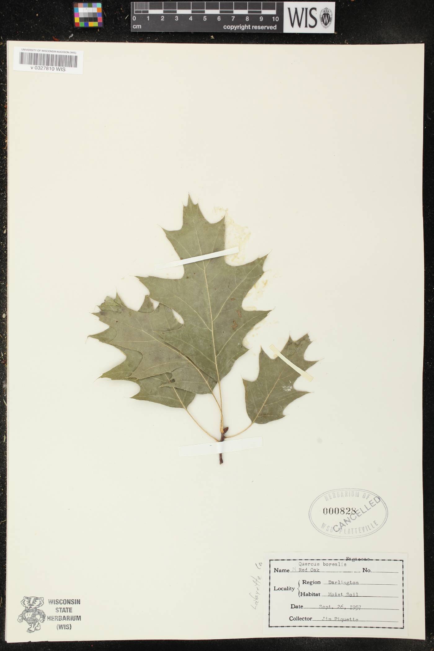 Quercus rubra image