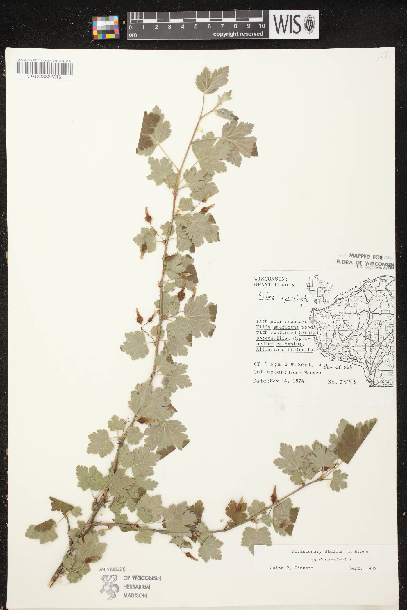 Ribes cynosbati image
