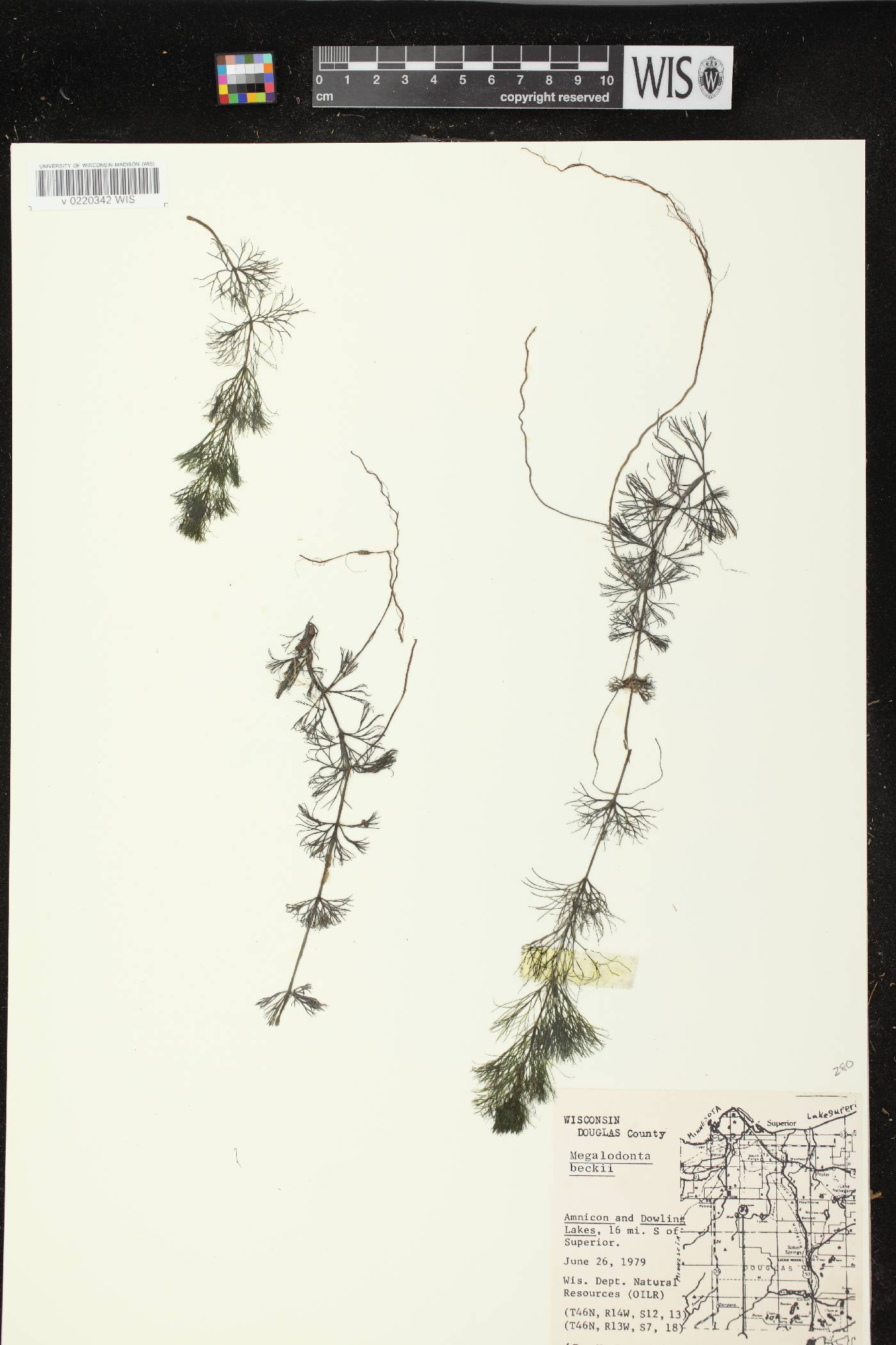 Bidens beckii image