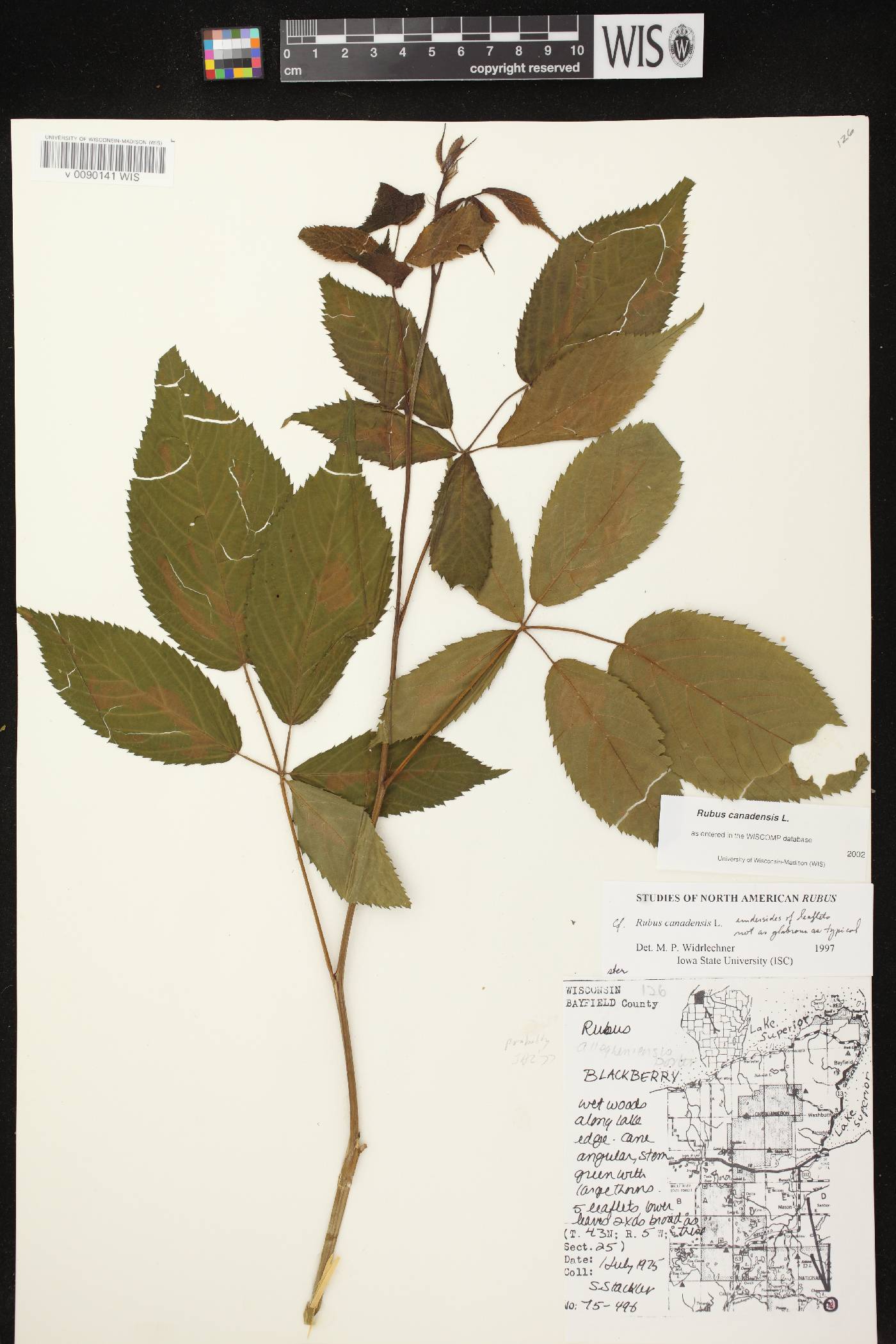 Rubus canadensis image