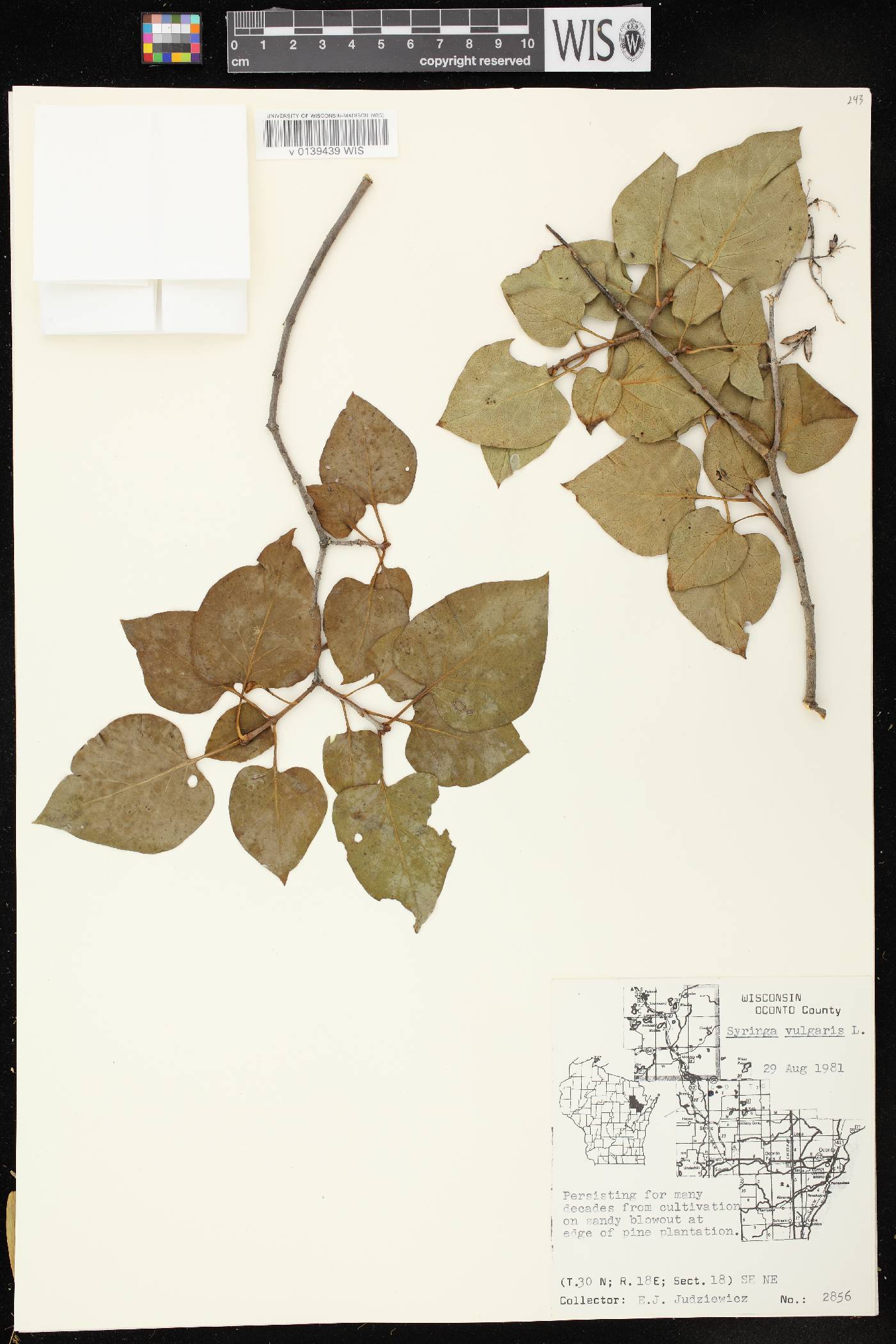 Syringa vulgaris image