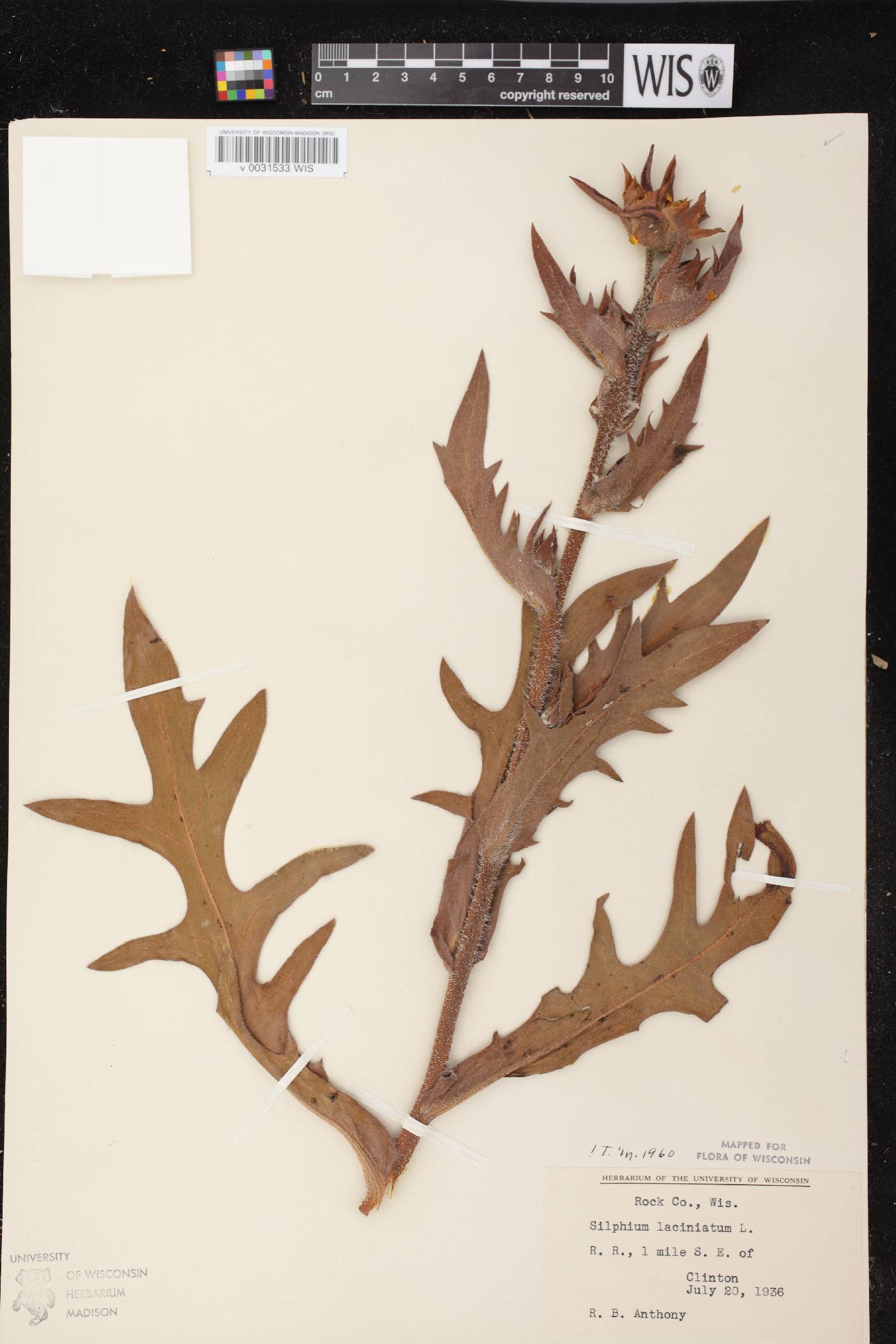 Silphium laciniatum image