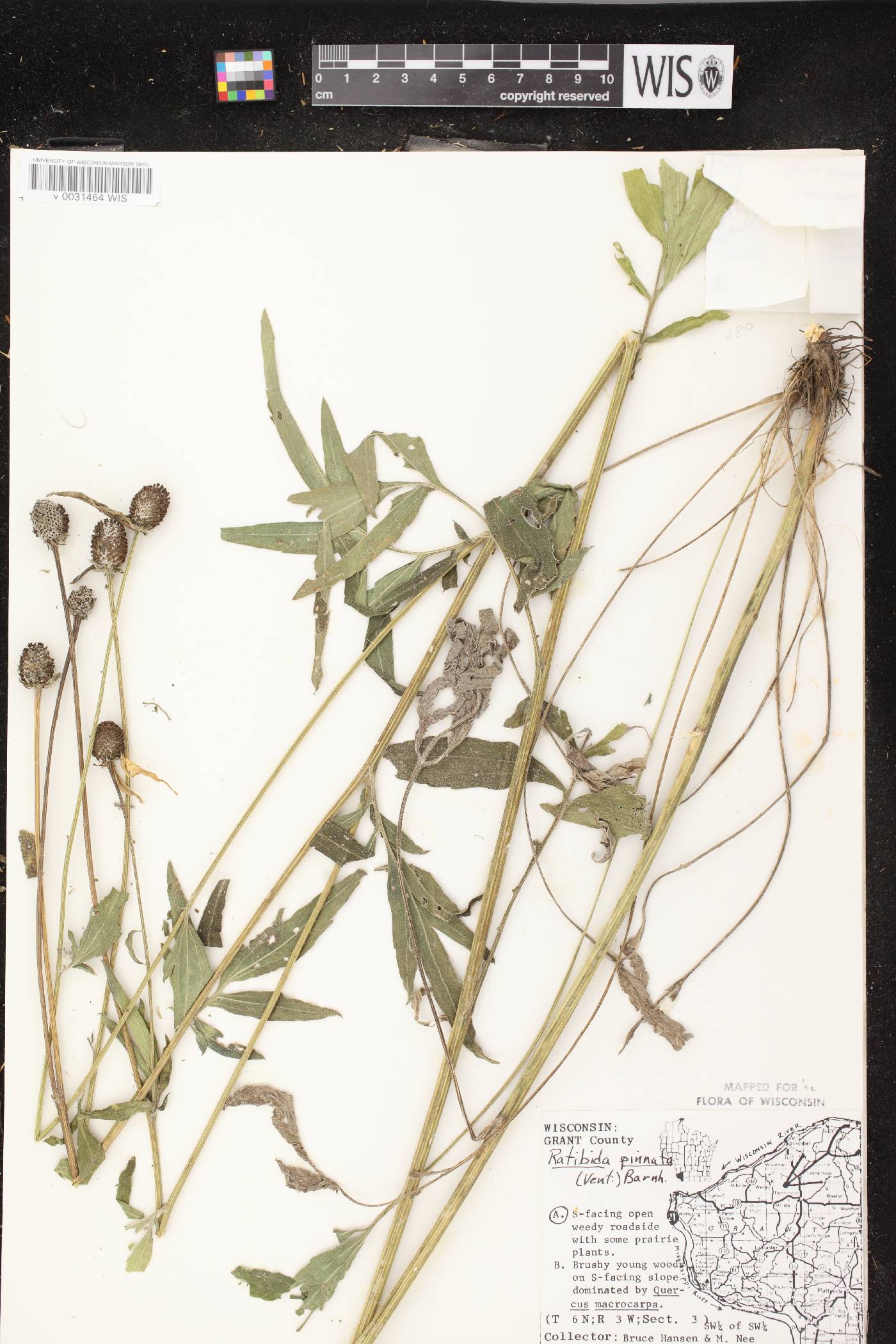 Ratibida pinnata image